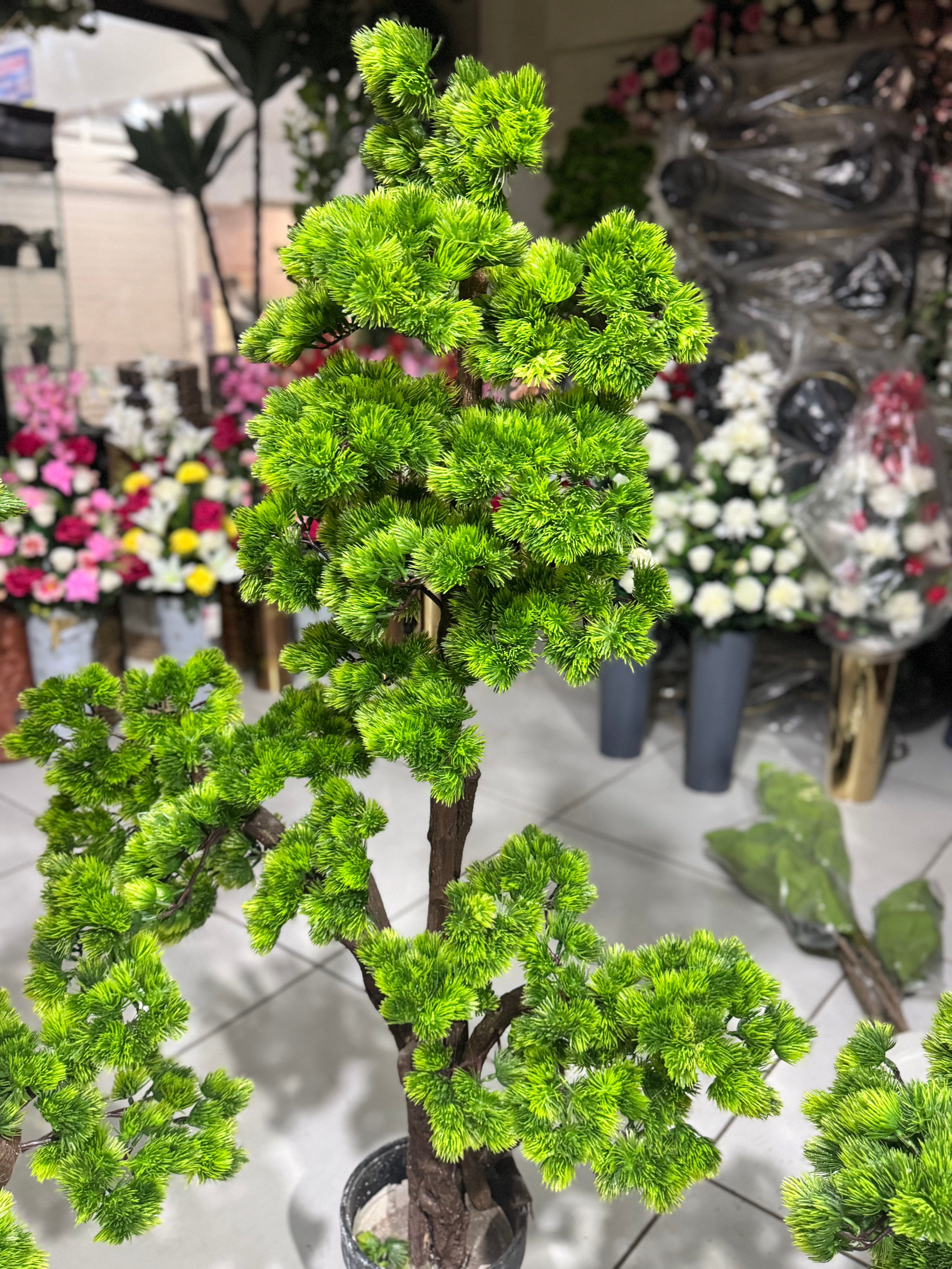 Exclusive bonsai tree
