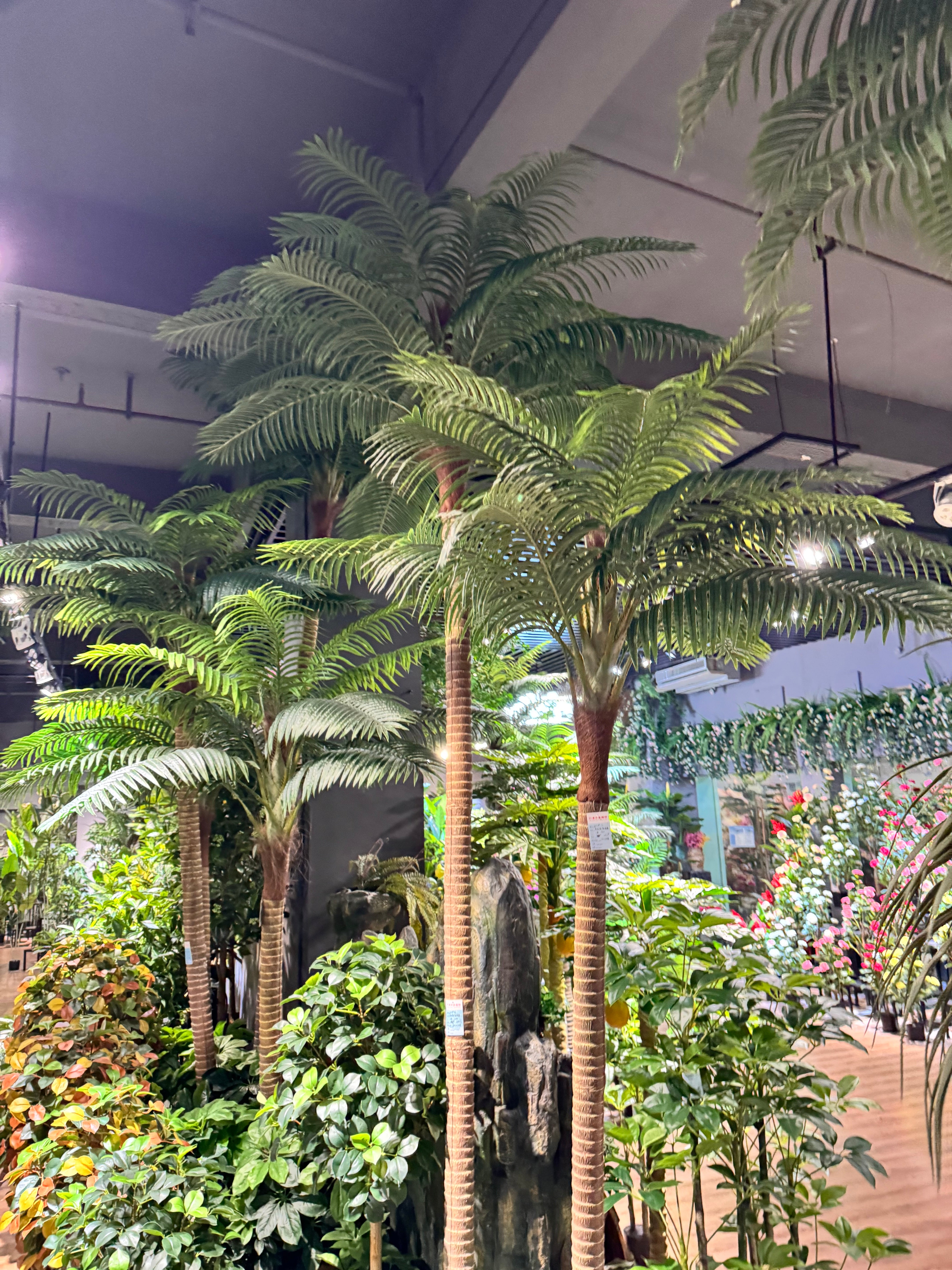 COCONUT PALM TREES