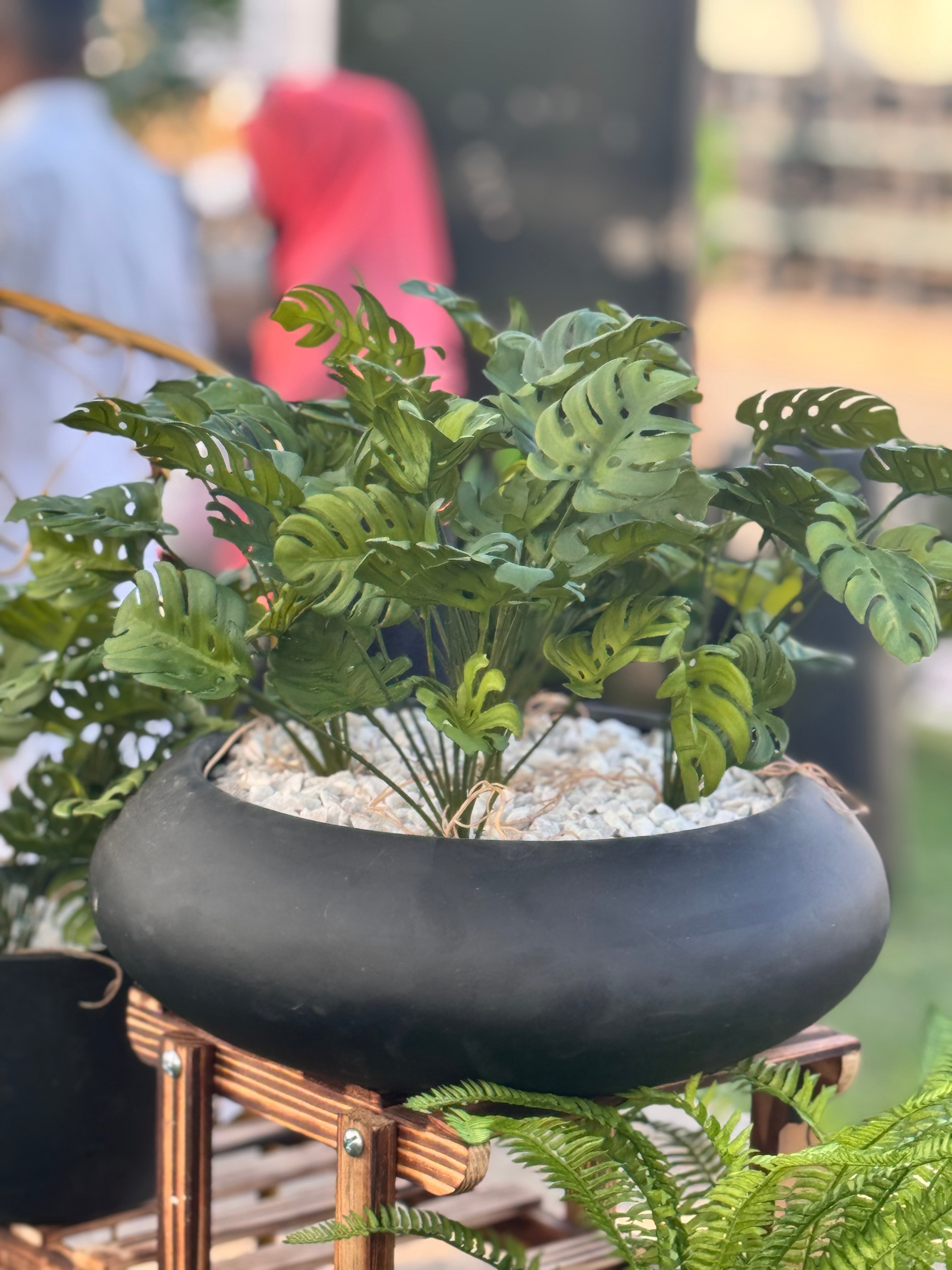 Exclusive Monstera with Fiber bowl