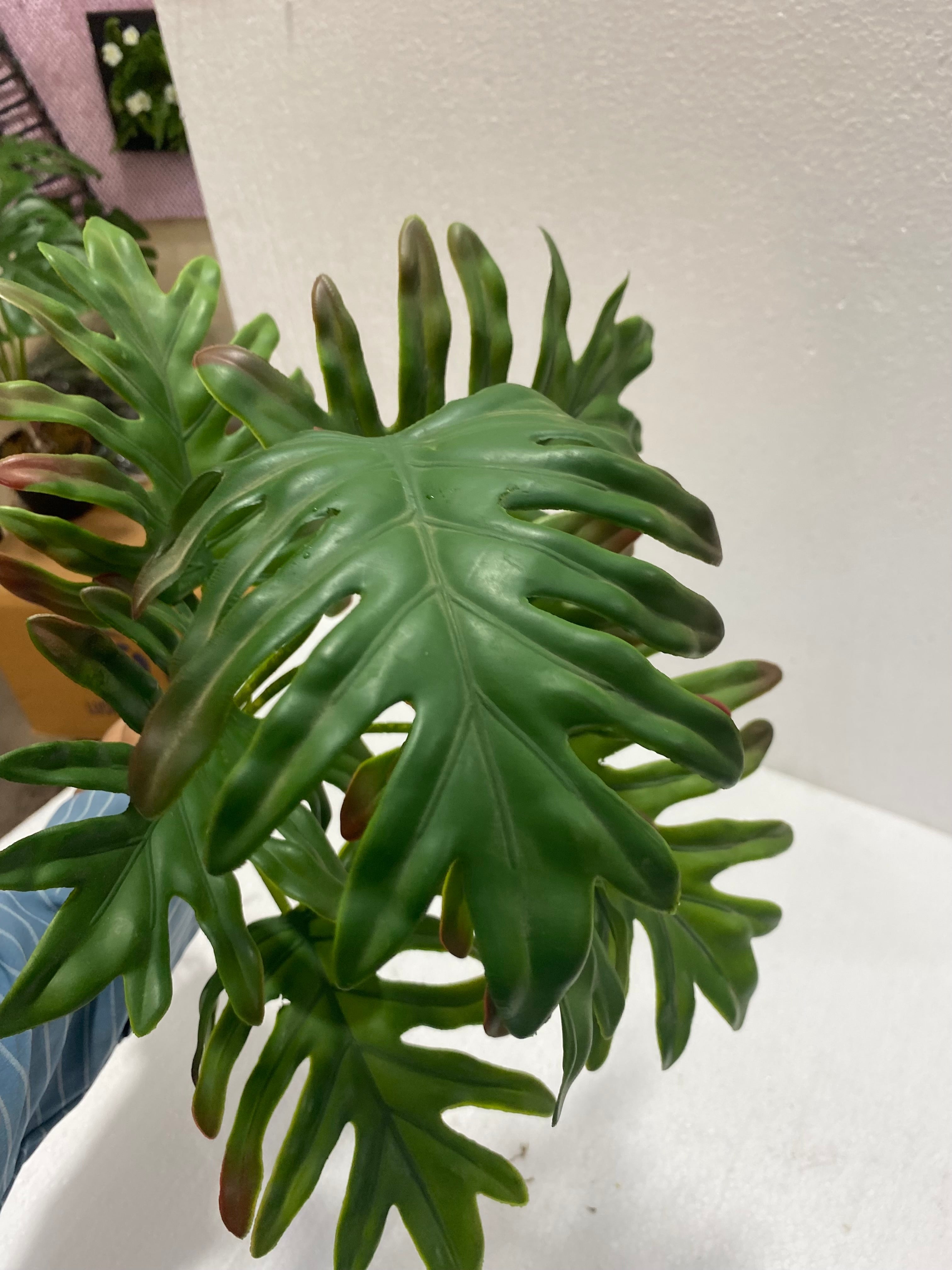 Schefflera mini pots