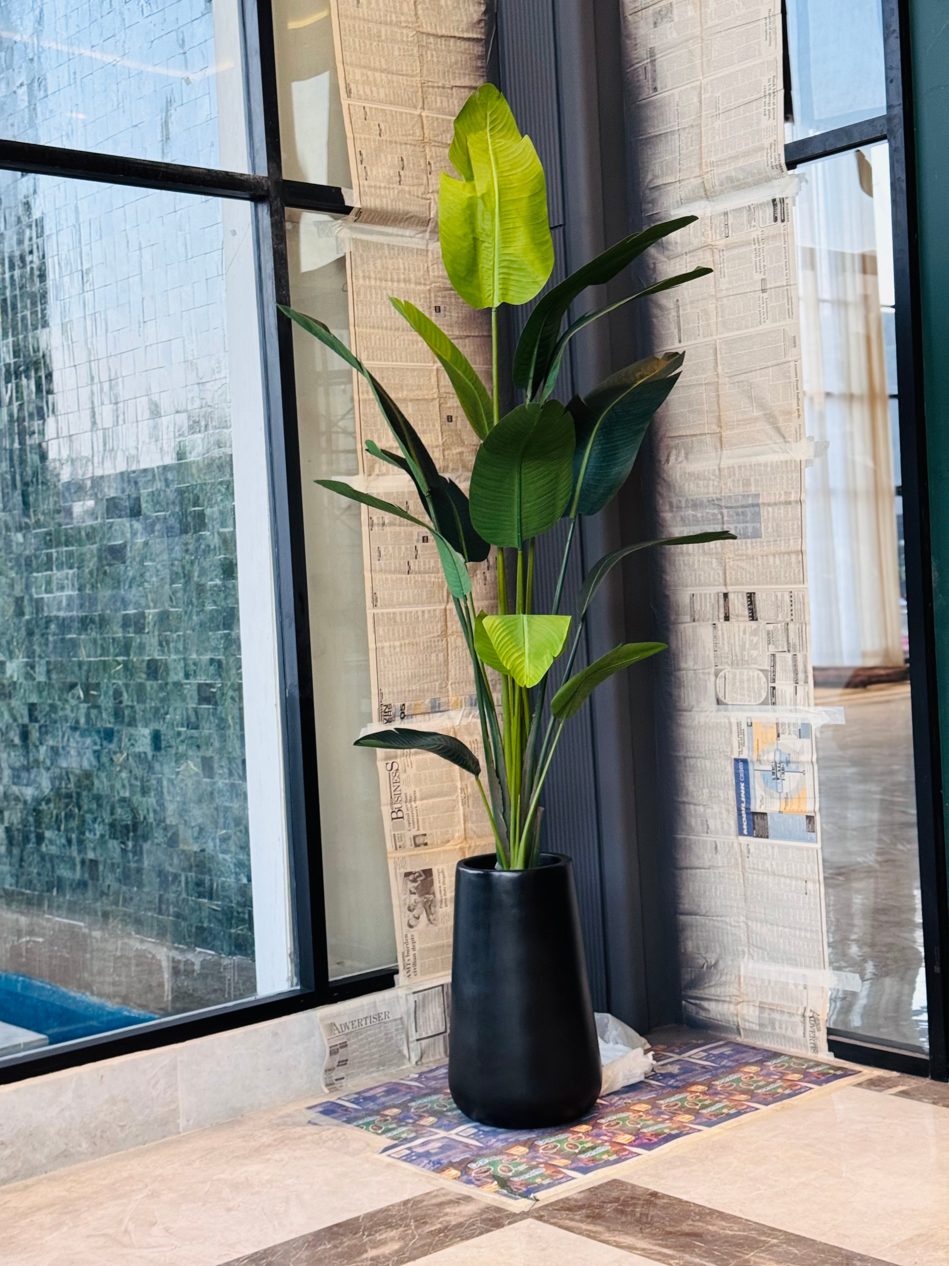 LUXURY Highend tall banana tree 8-9ft