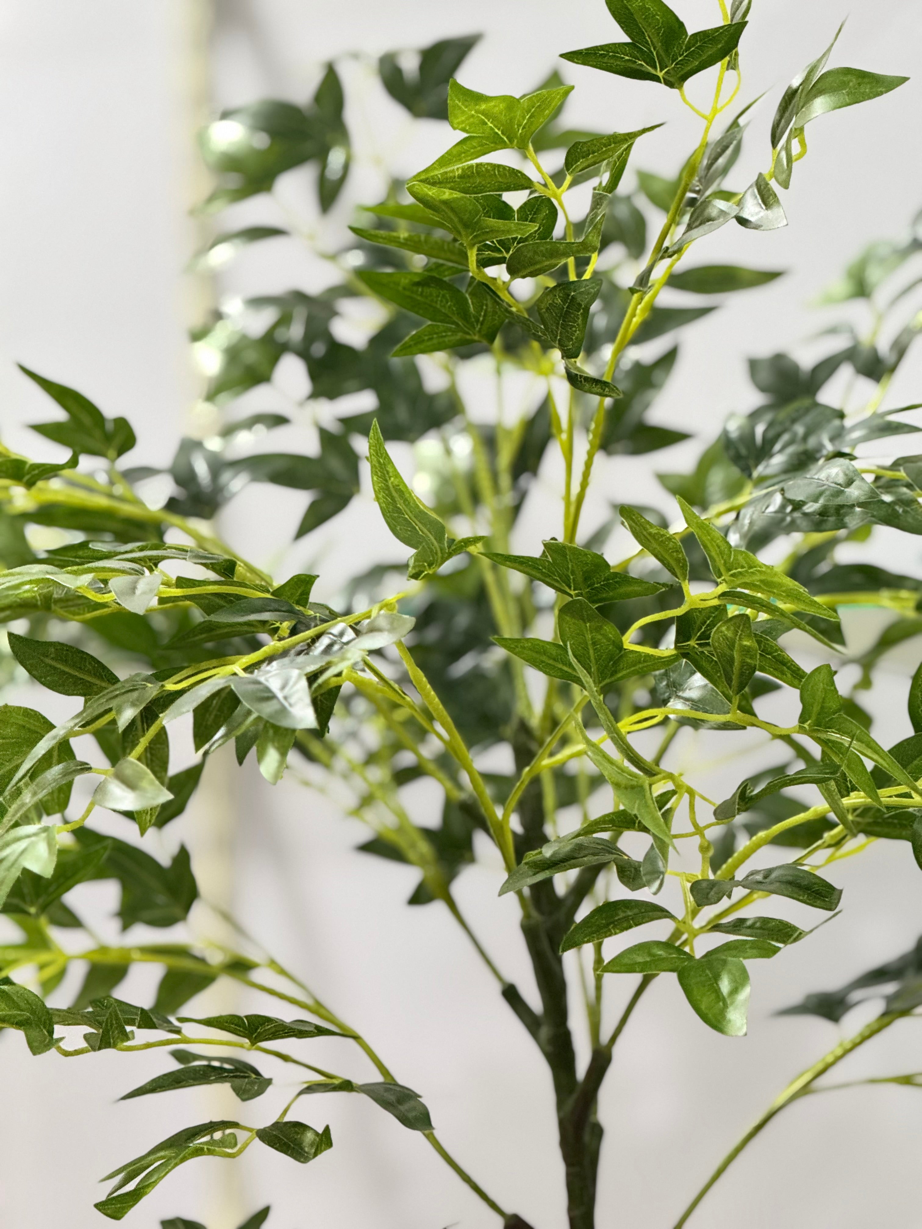 AURELIA PLANT