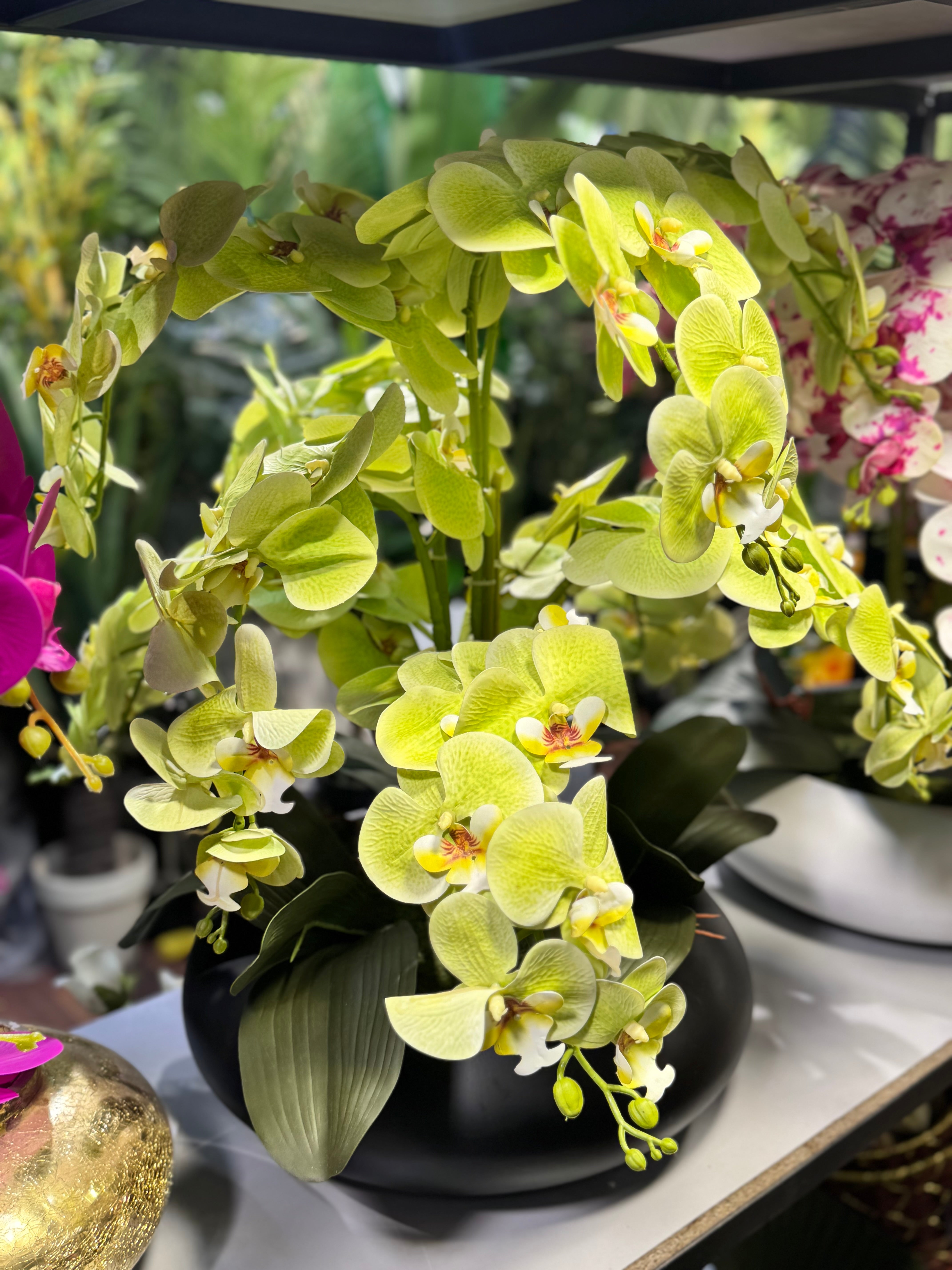 Orchids arrangements (Phalaenopsis)