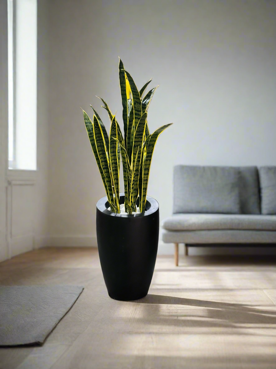 Snake plant