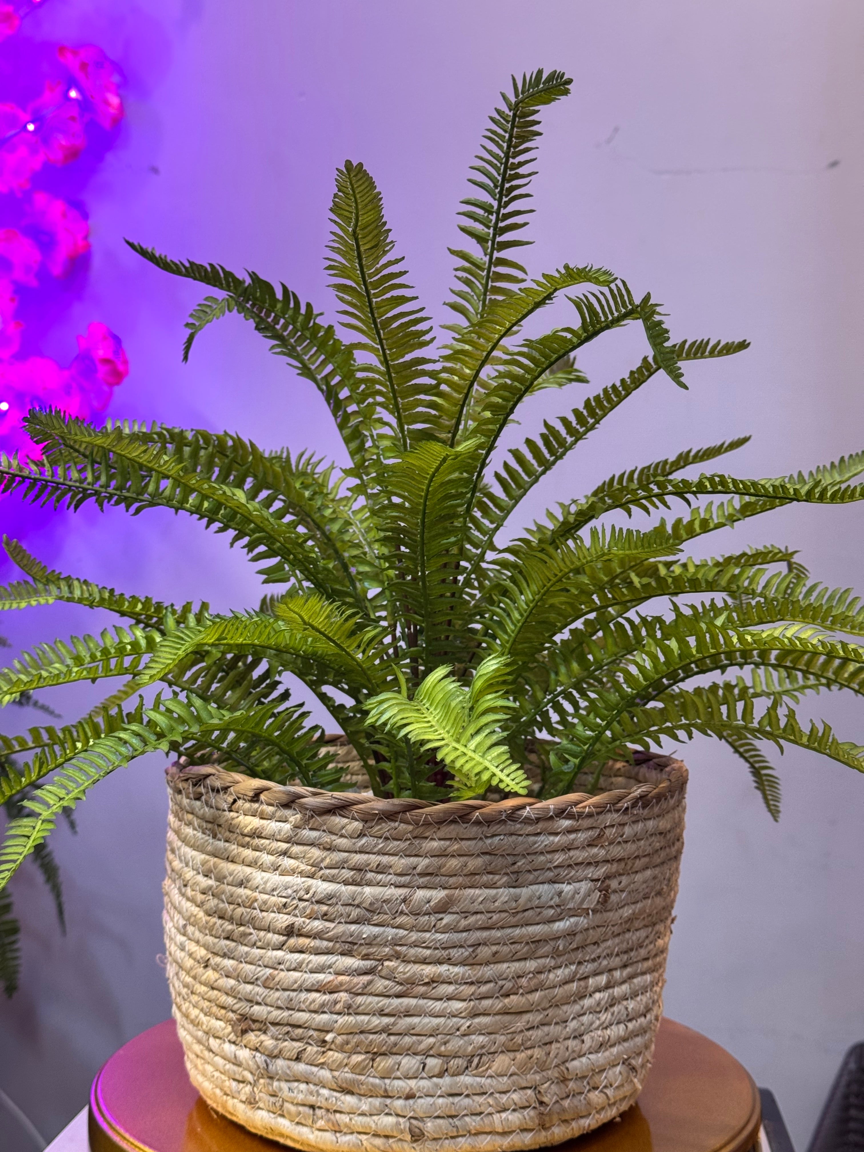 Cane Planters with Plant