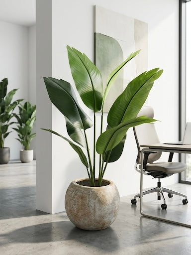 Banana Palm with Stone-Finish pot