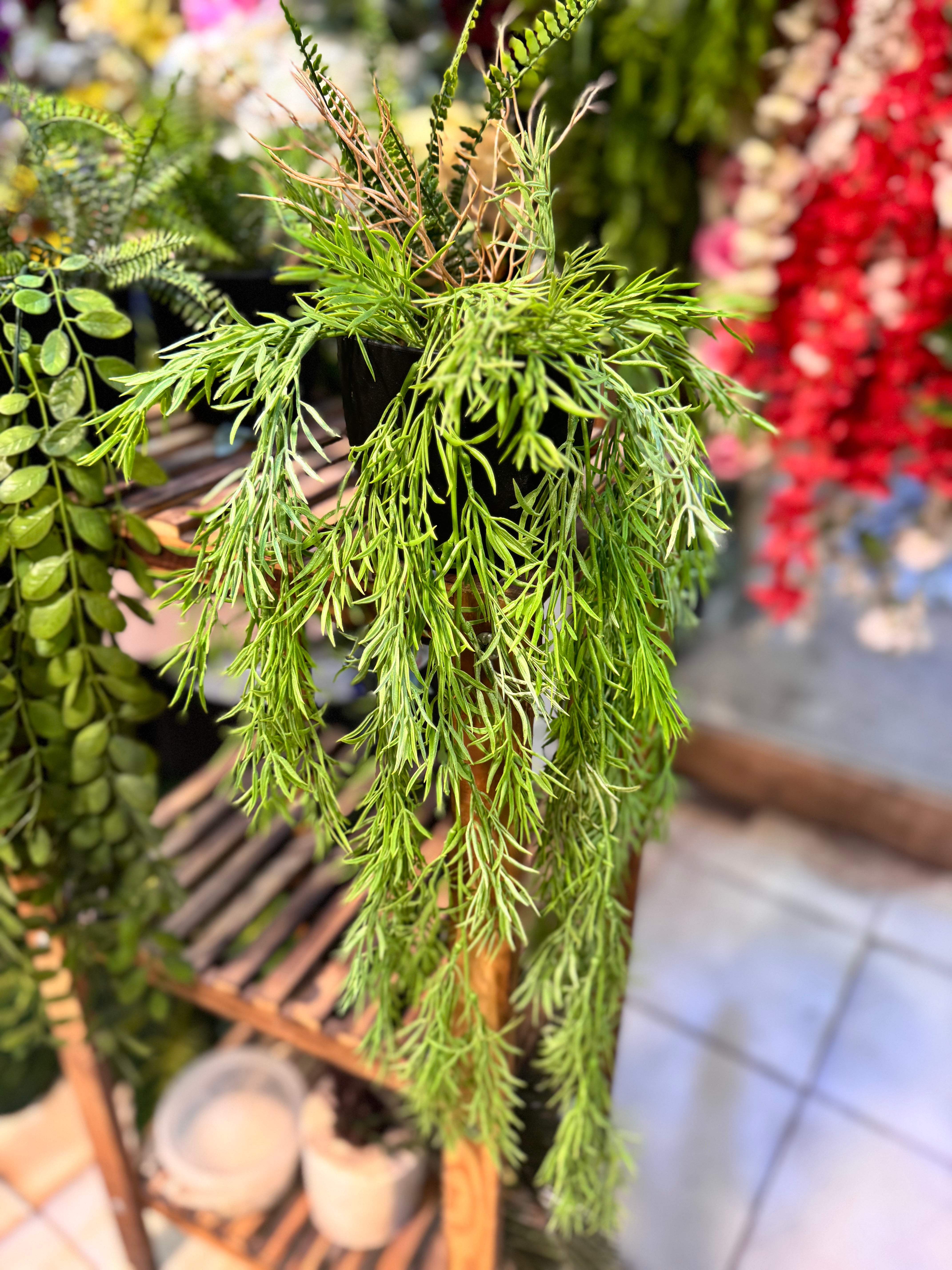 Premium Lush  Hanging plants