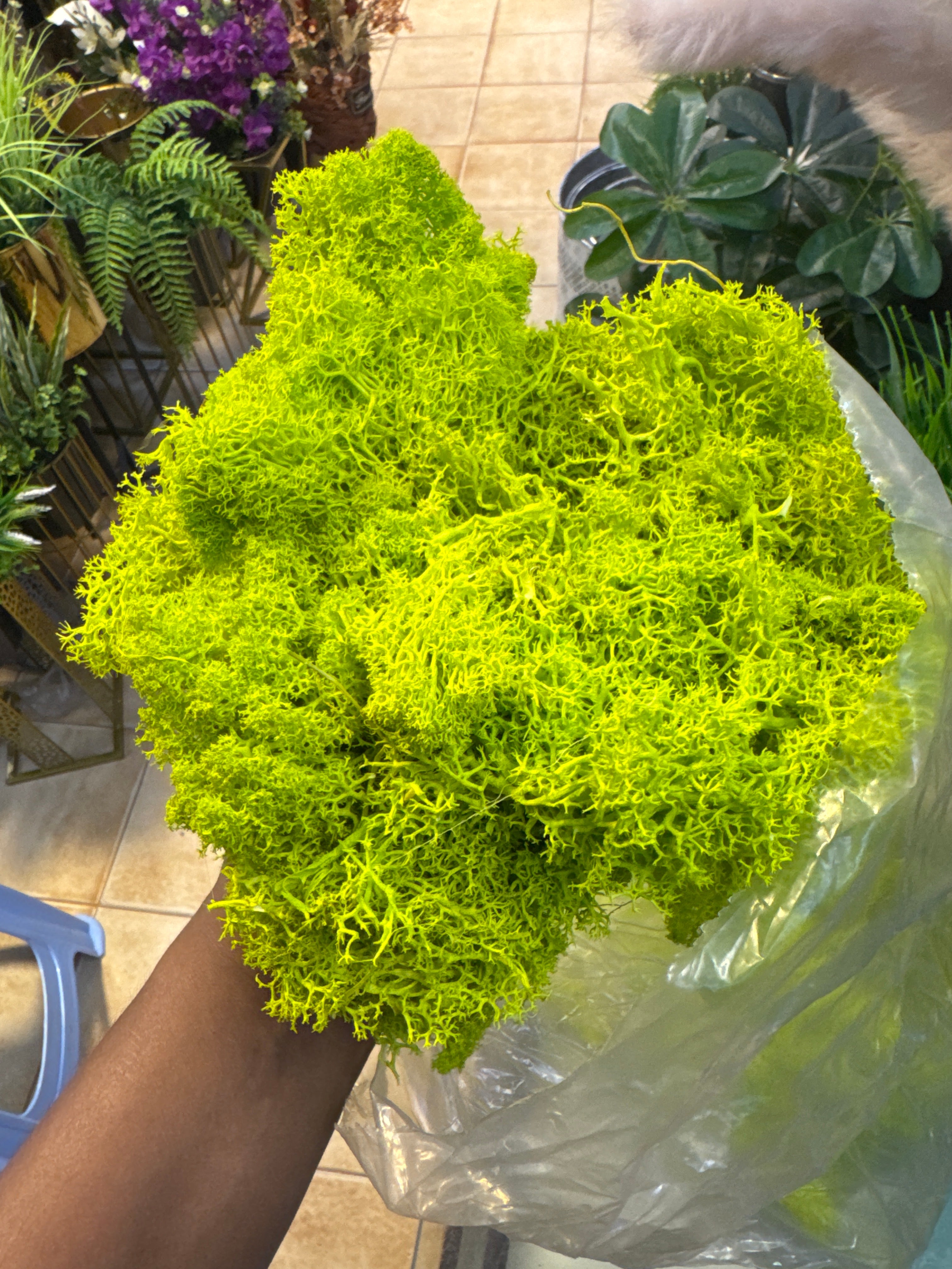 Natural Preserved -Moss