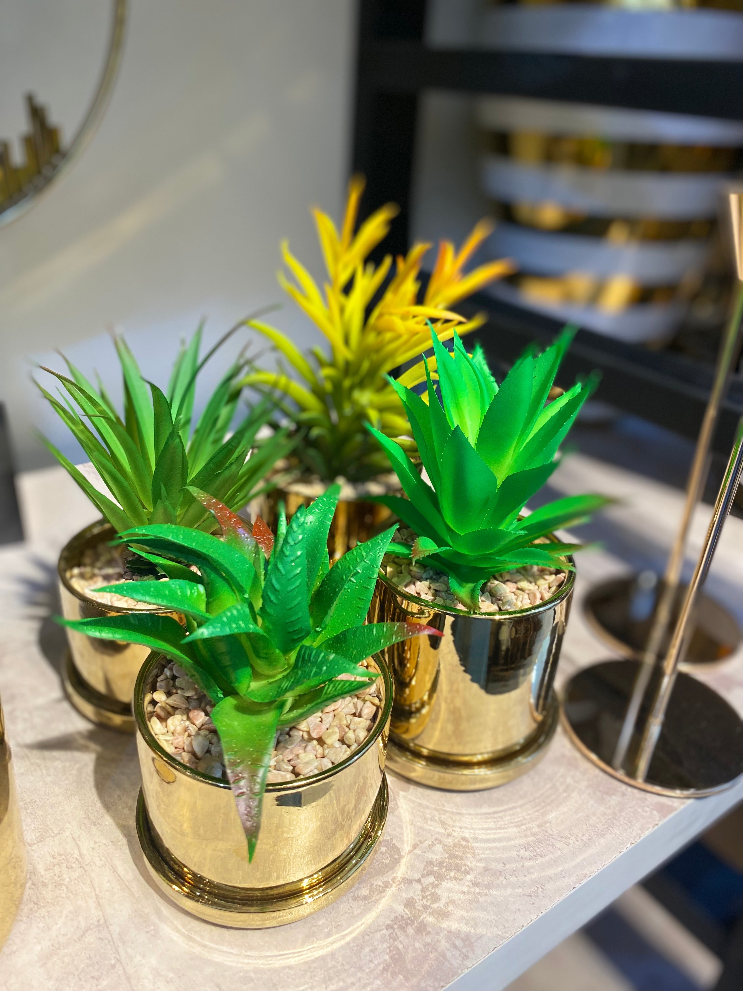 Elite Golden pot Succulent