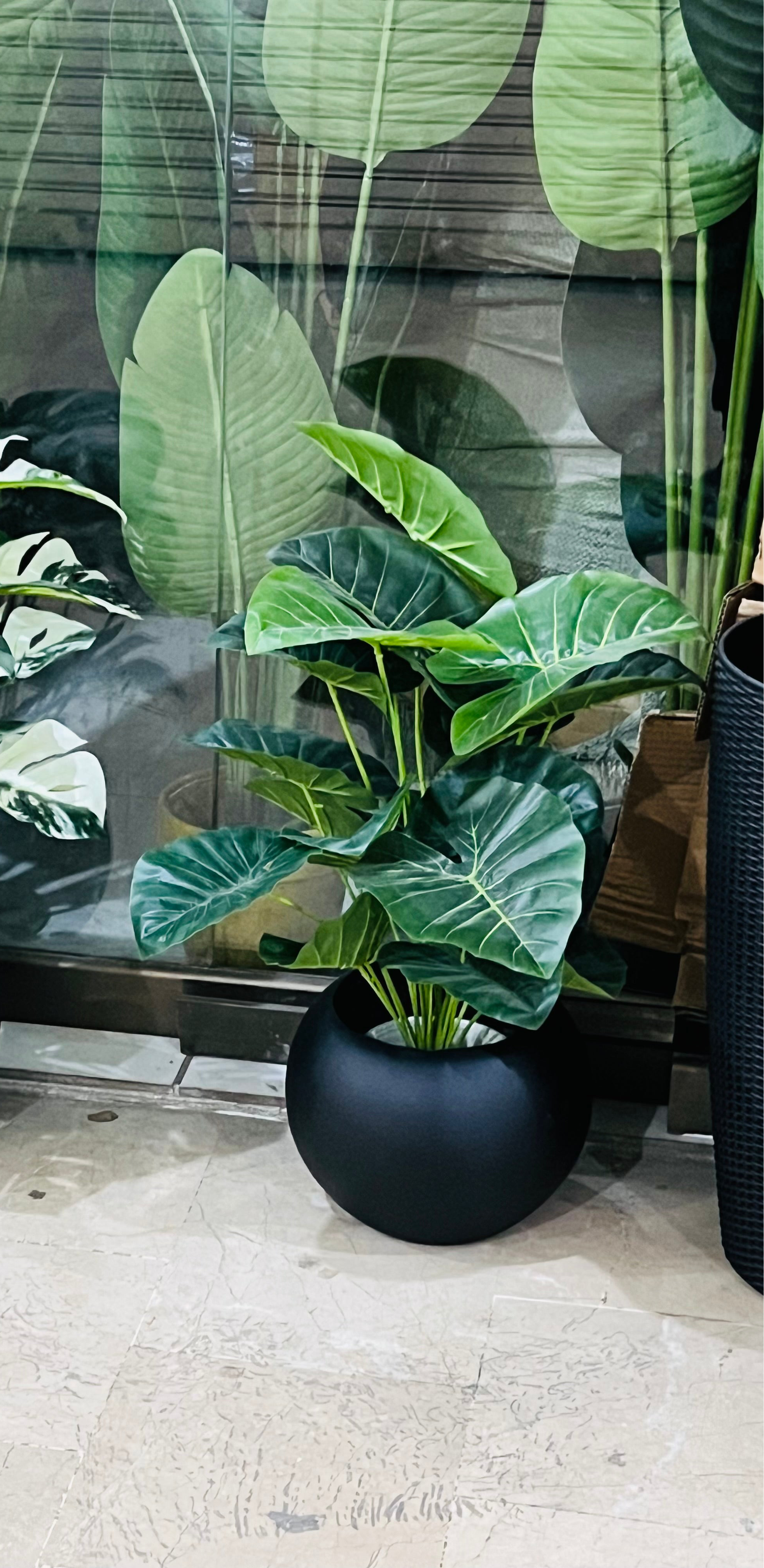 Green plants with Round planter