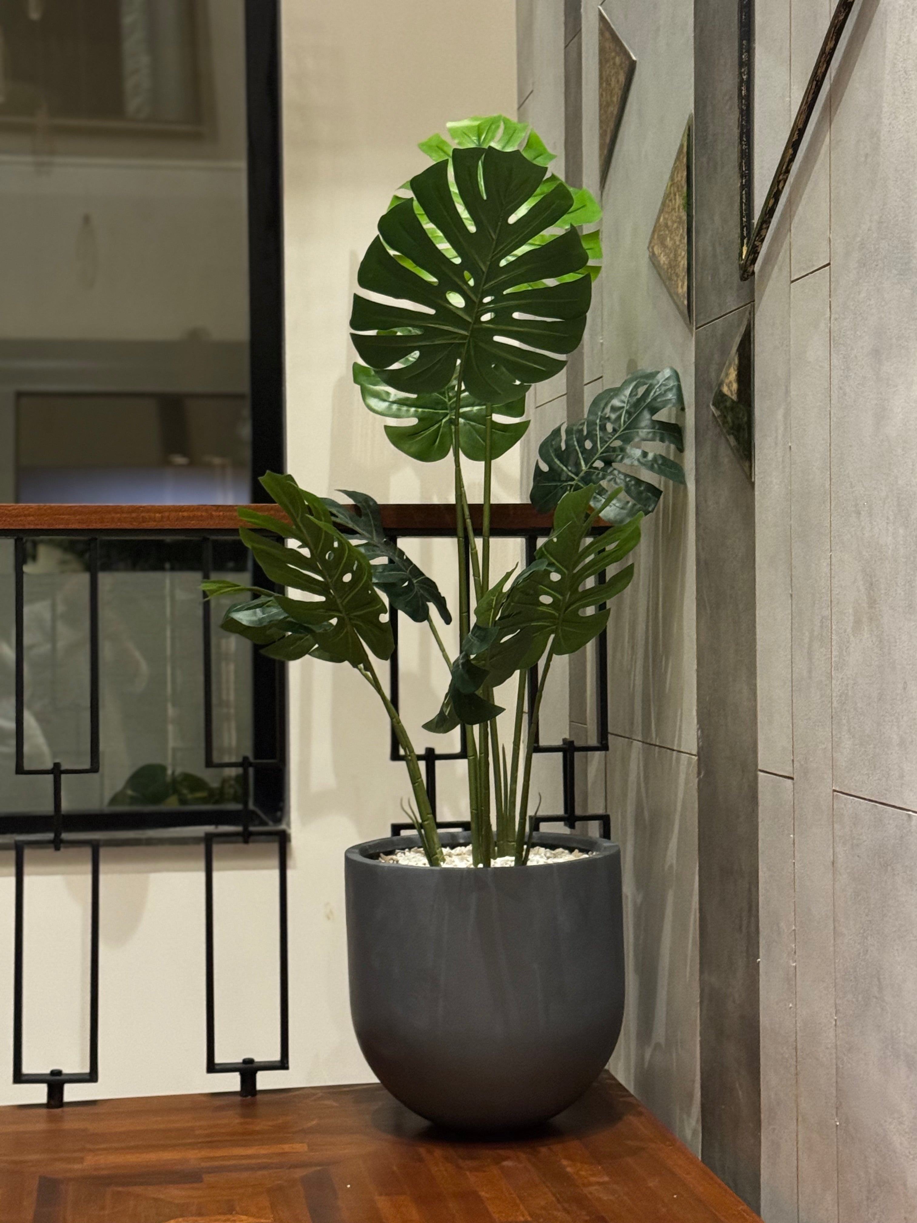 Premium Monstera with planter