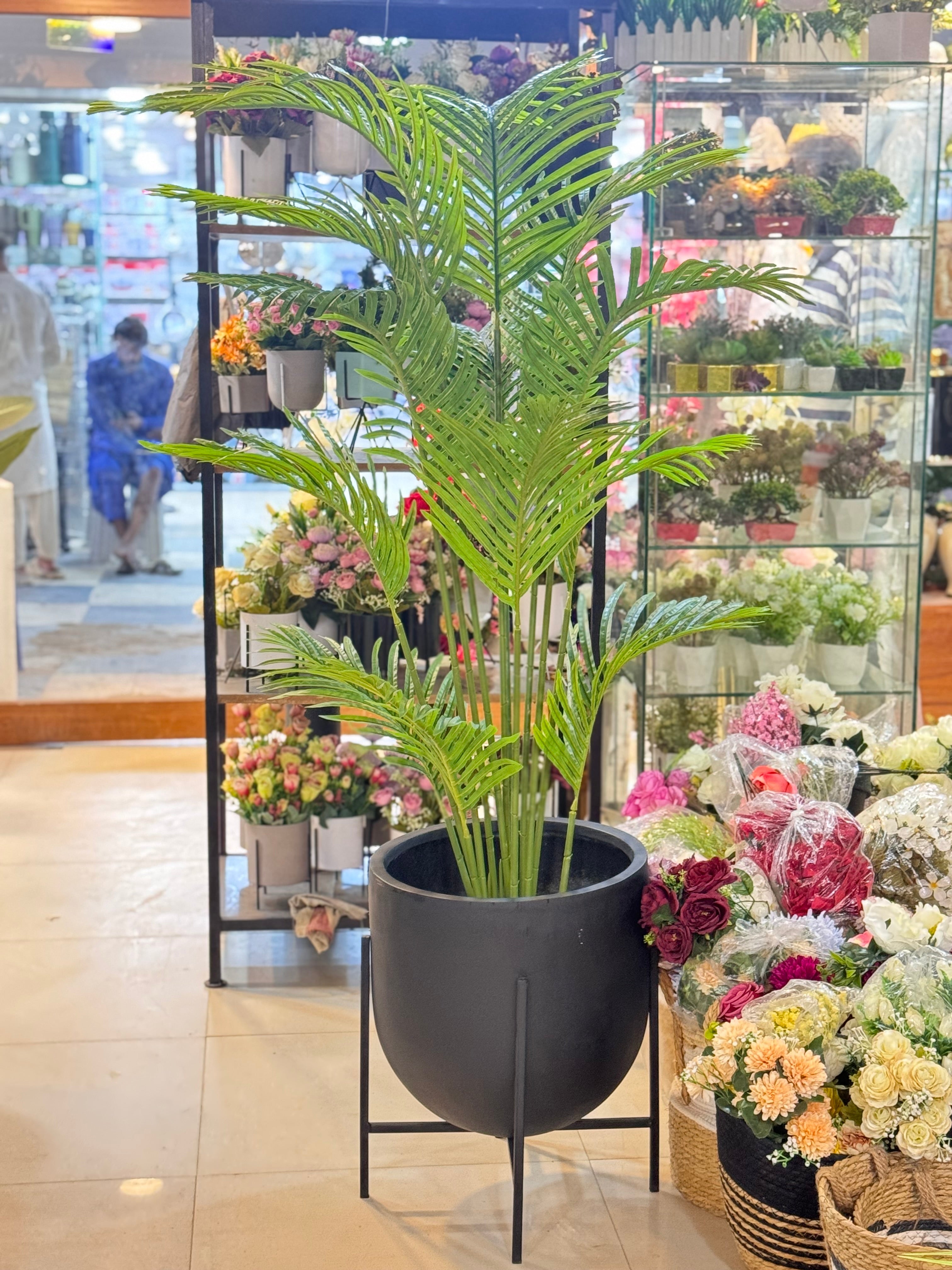 Premium Arica Palm with modern planter