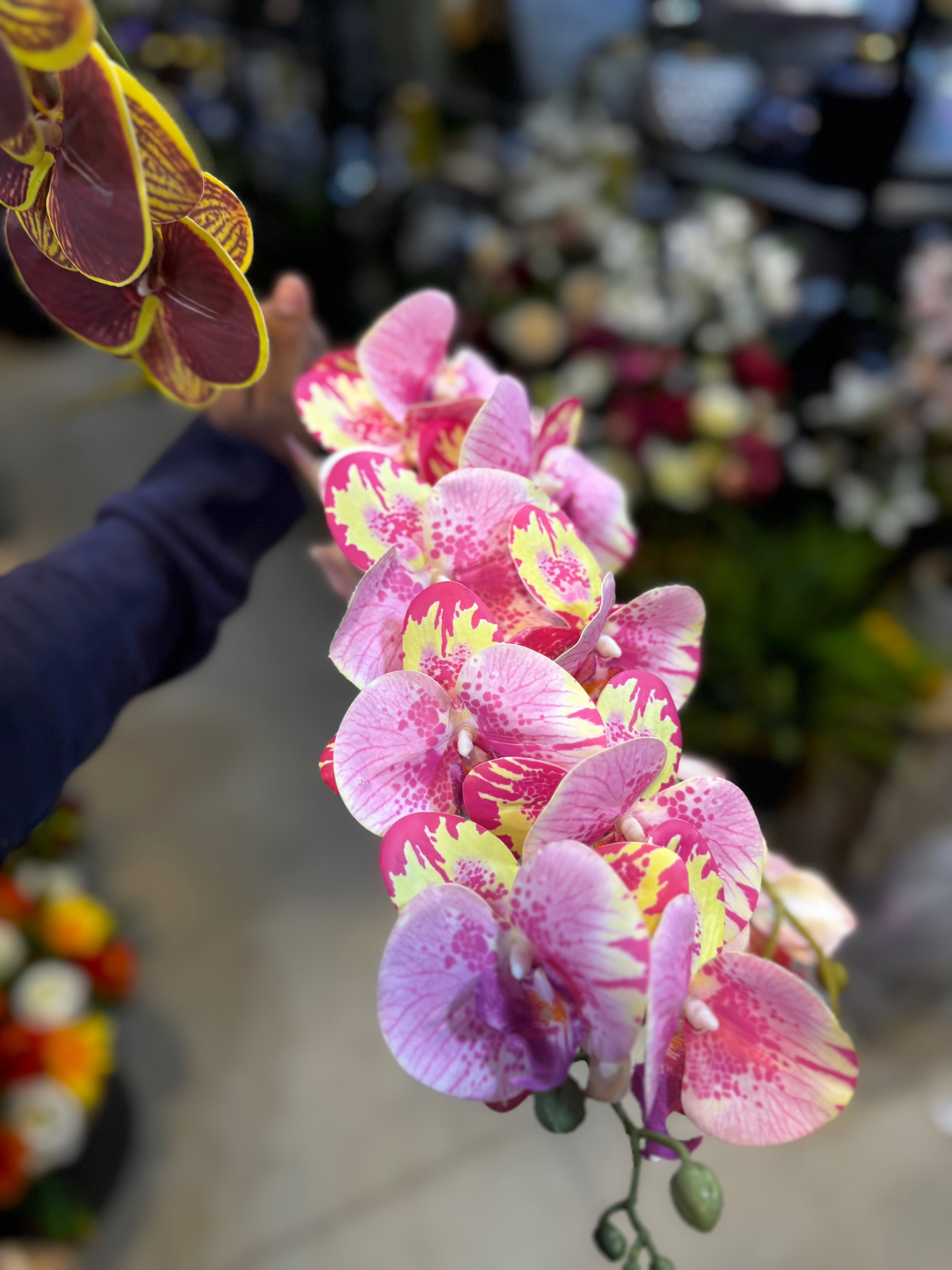 Colored Phalaenopsis