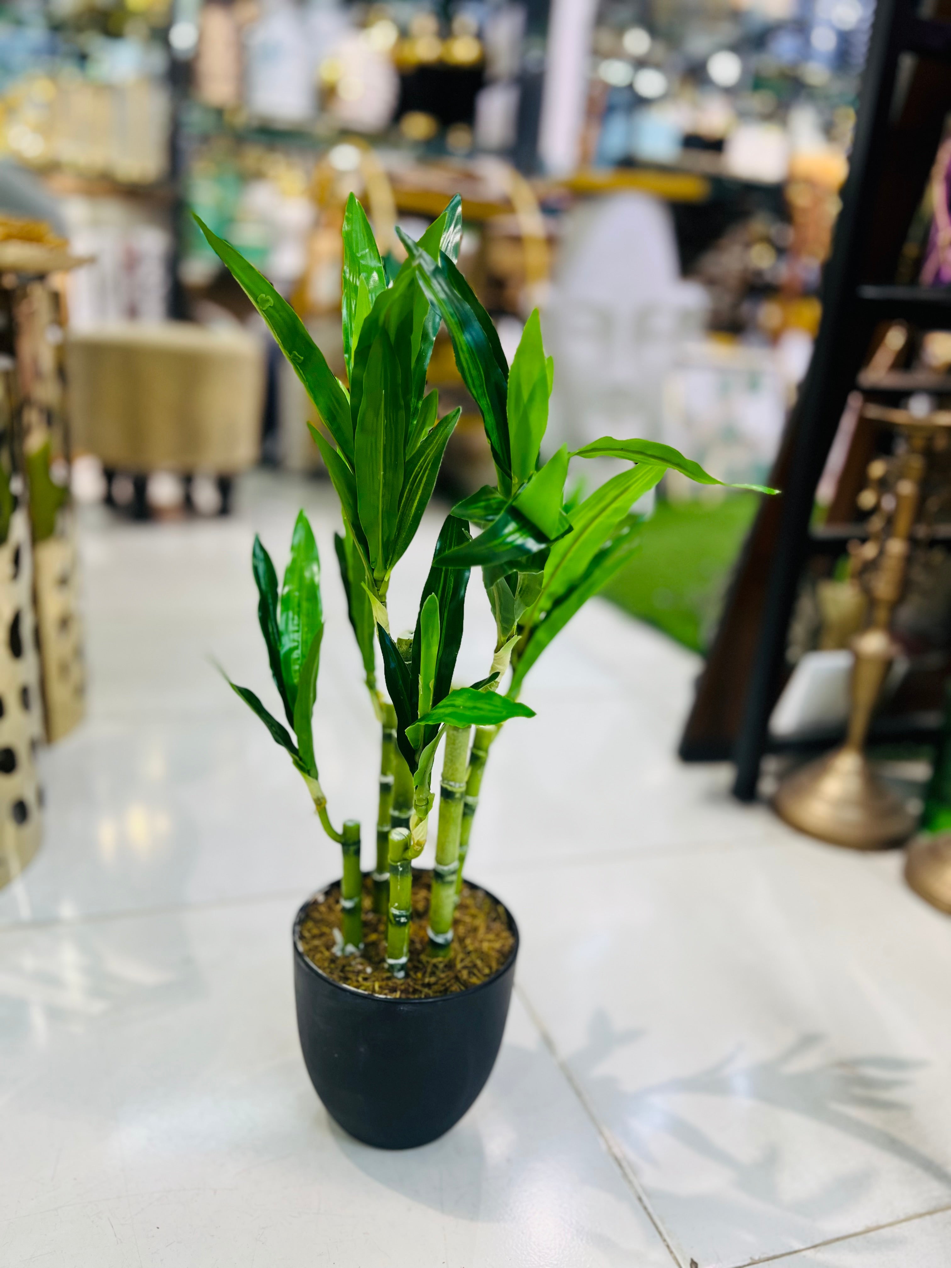 lucky bamboo plant in pot Lucky Bamboo Shoots with Pot – Fantasia Florist