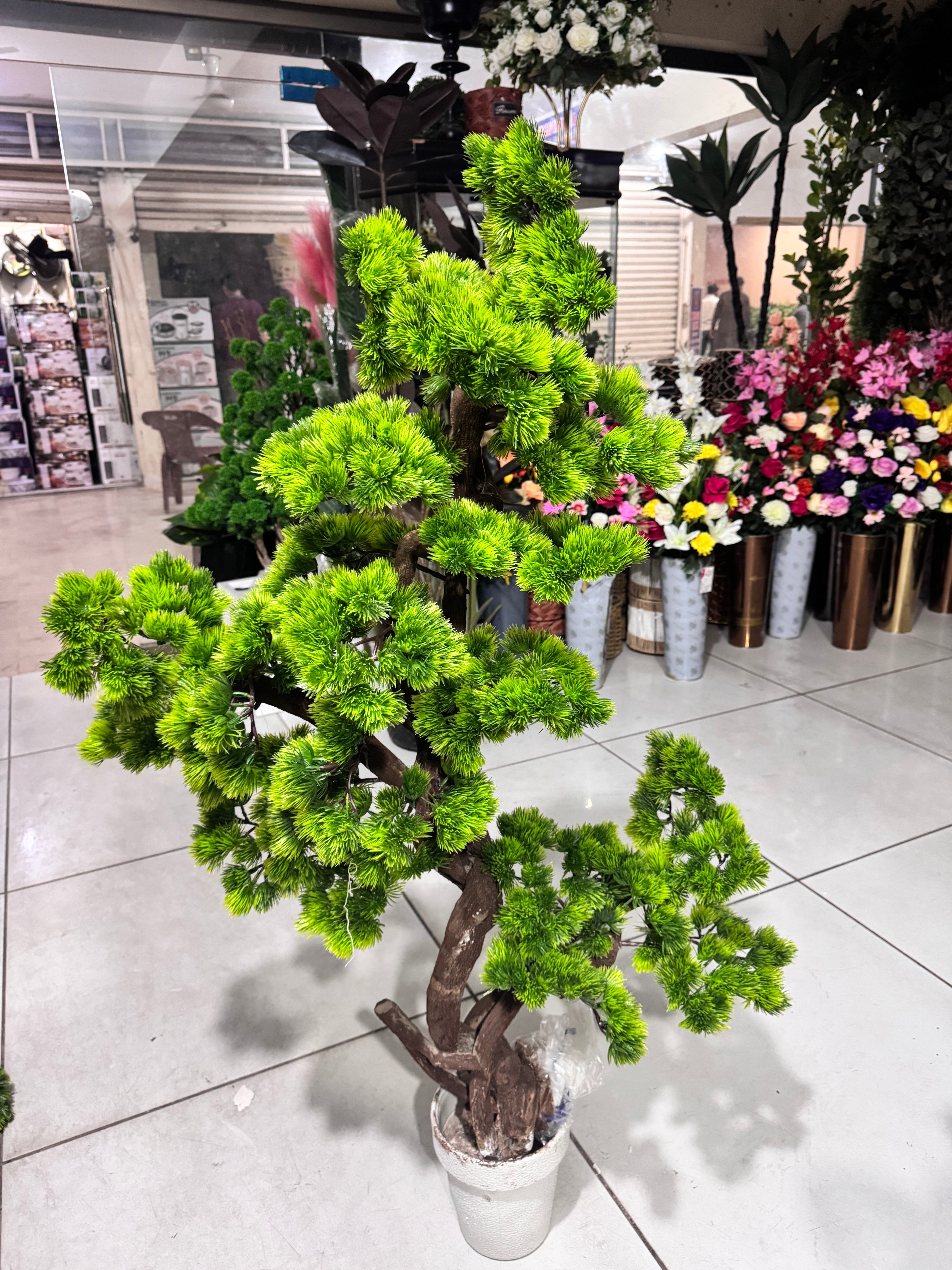 Exclusive bonsai tree