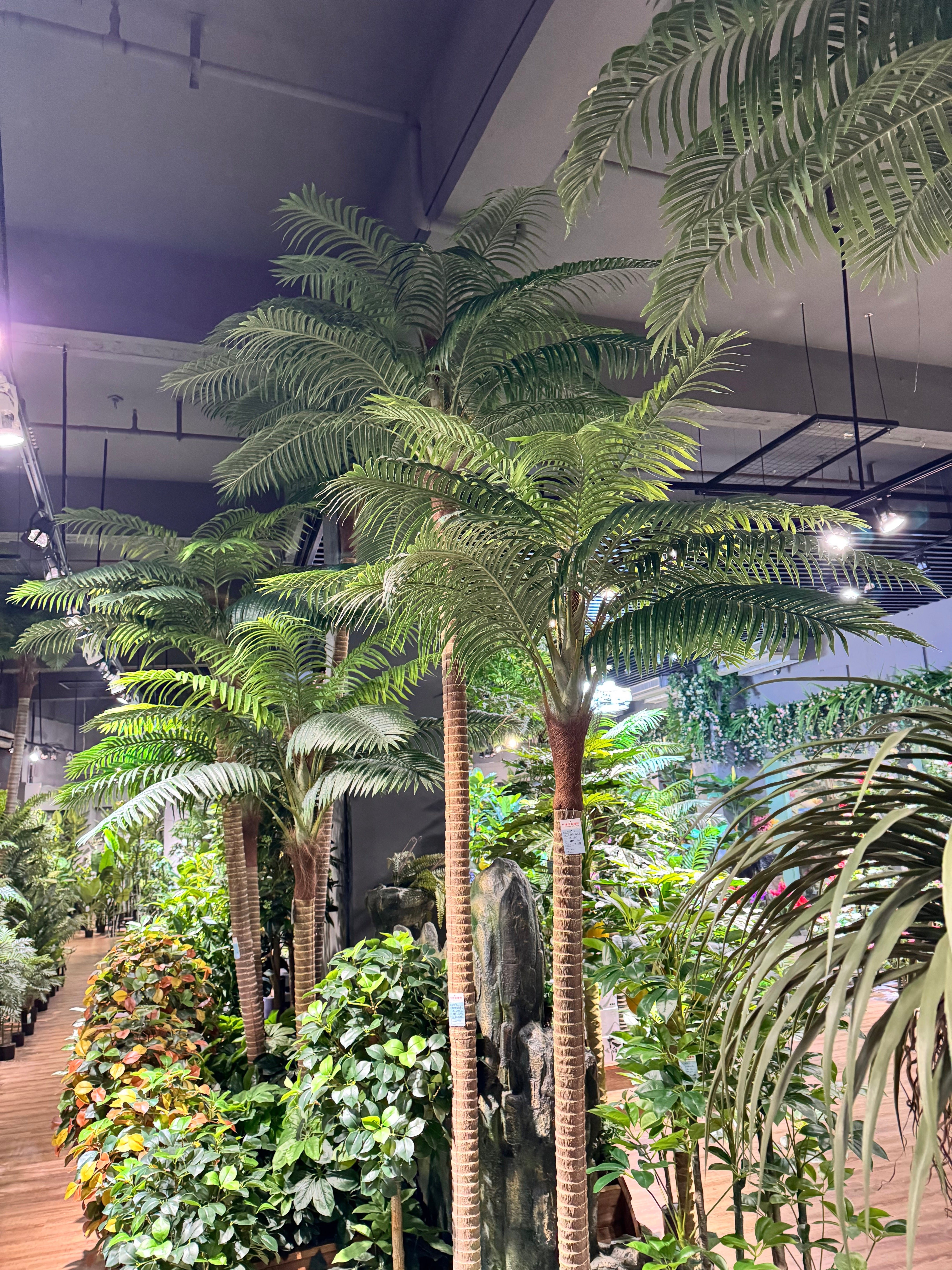 COCONUT PALM TREES