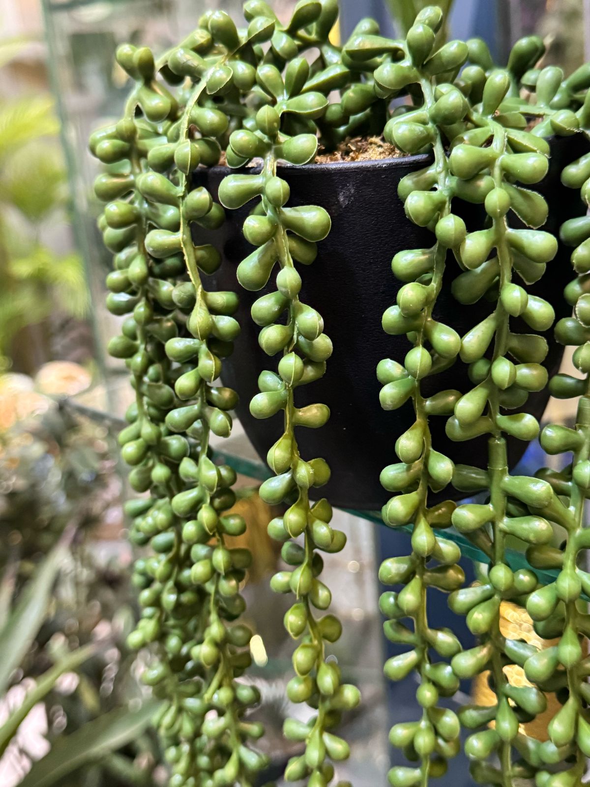 Pearls hanging pot