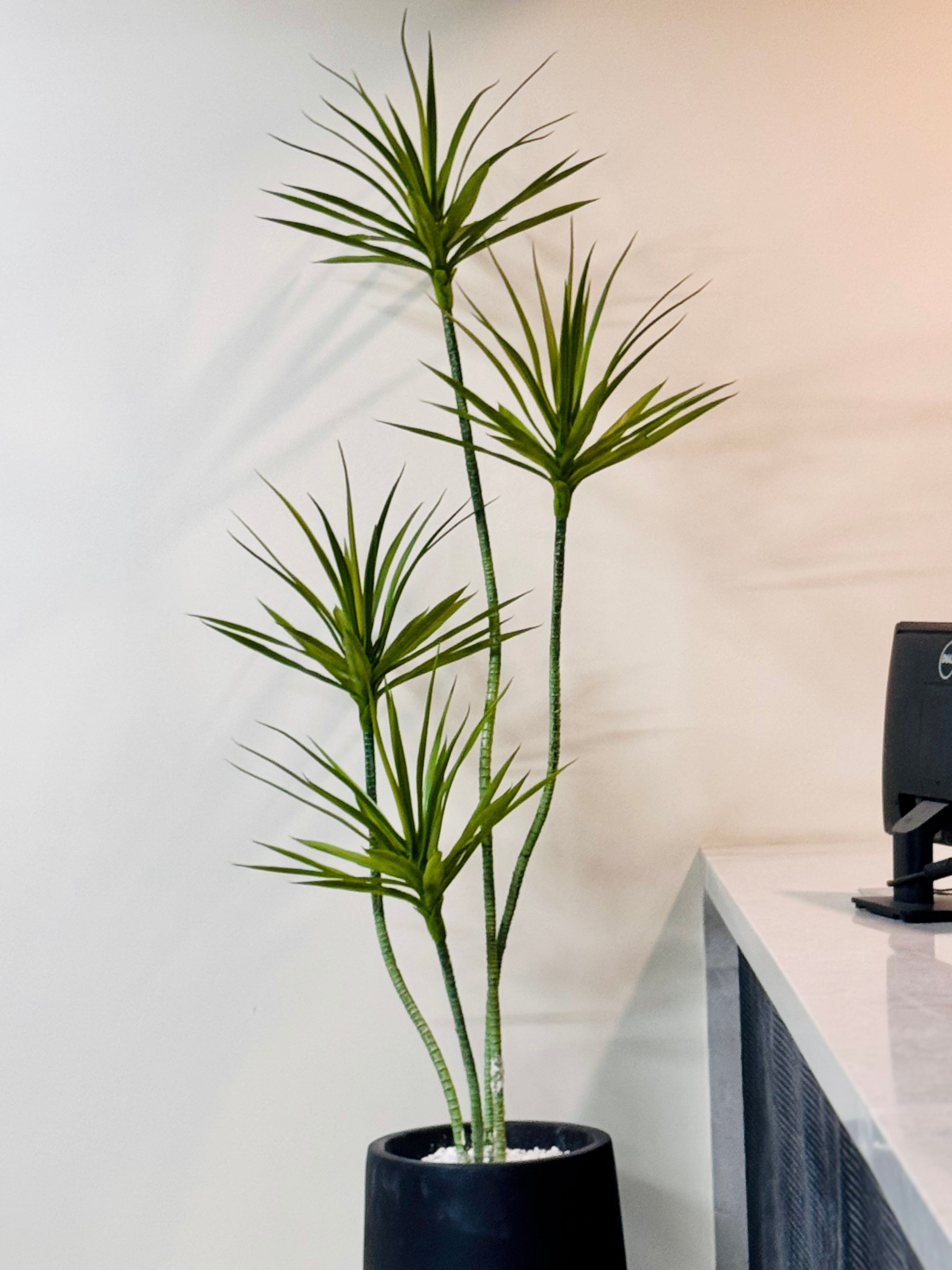 Exclusive DRACAENA PLANT