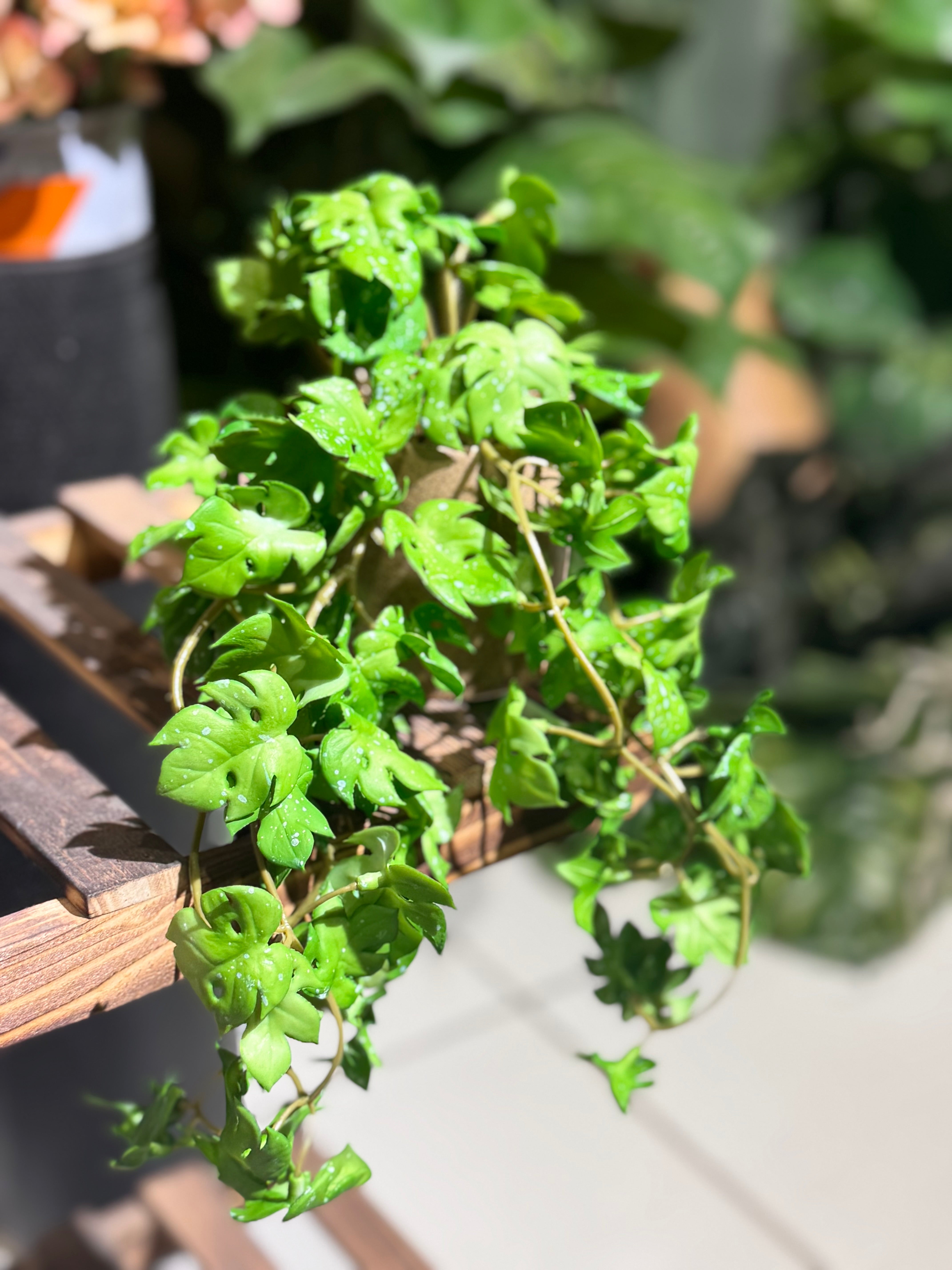realistic looking hanging potted plants Real Looking hanging plants – Fantasia Florist