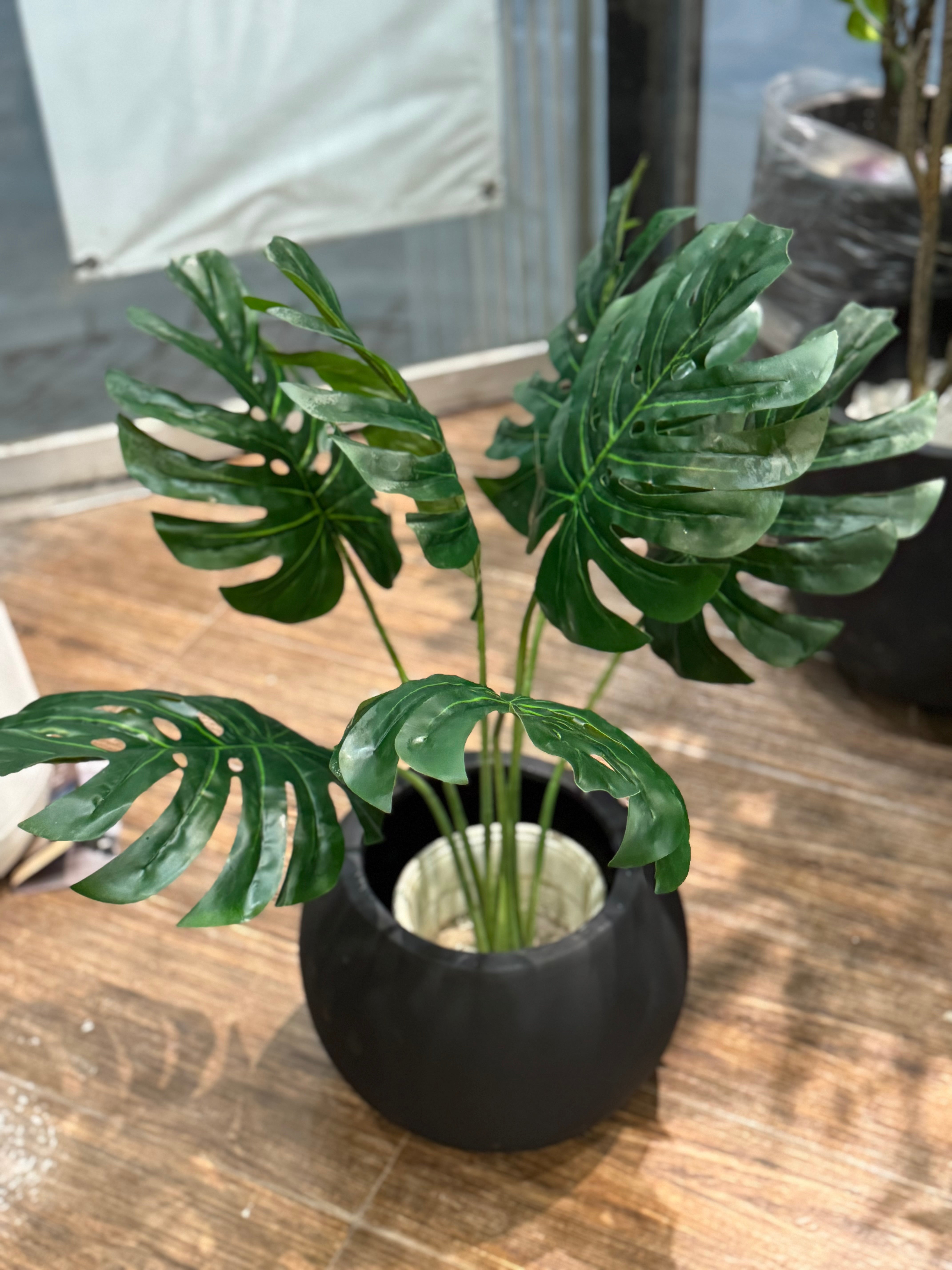 Premium Monstera plant