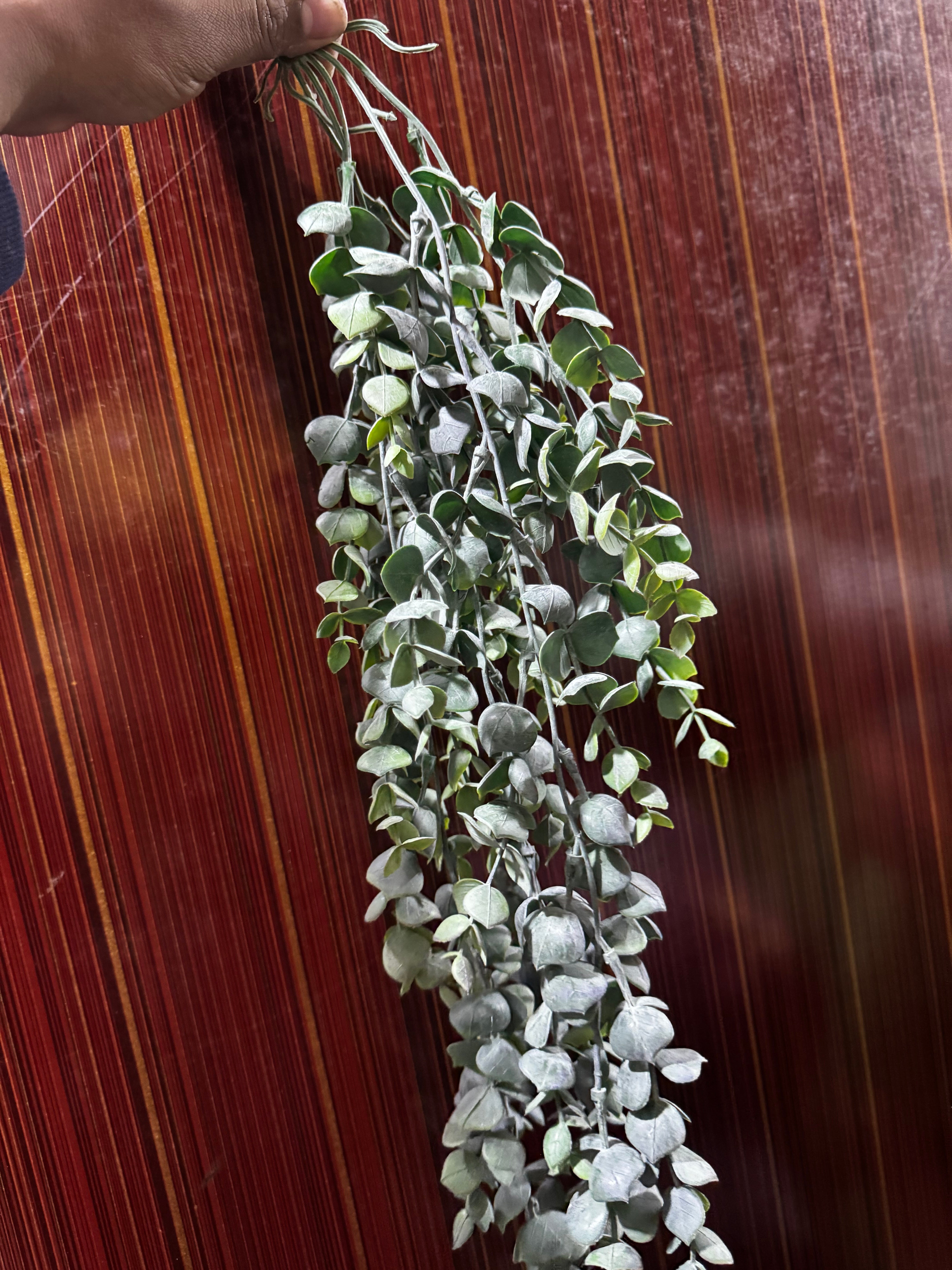 Premium eucalyptus hanging bunch
