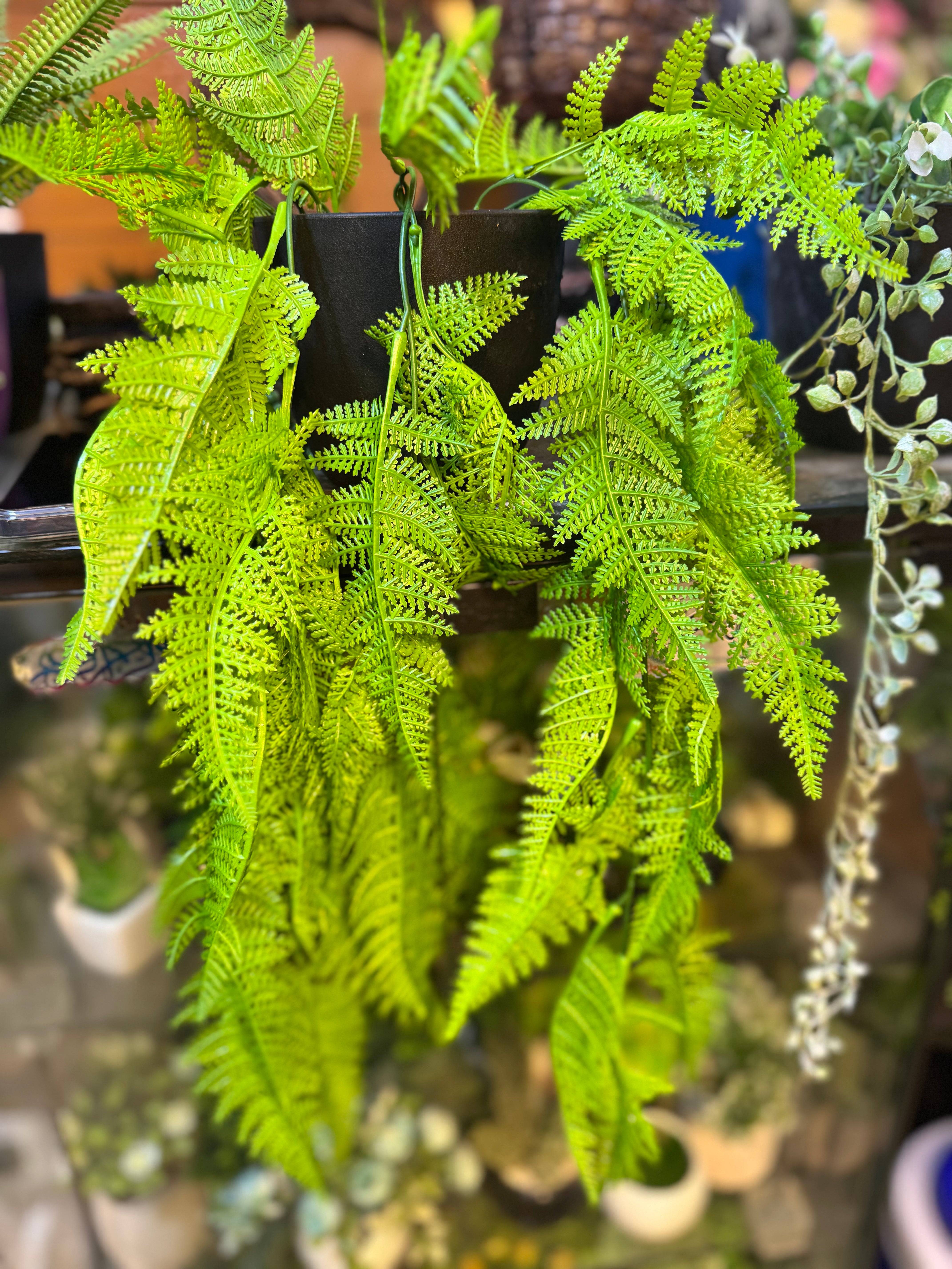 Premium Lush  Hanging plants