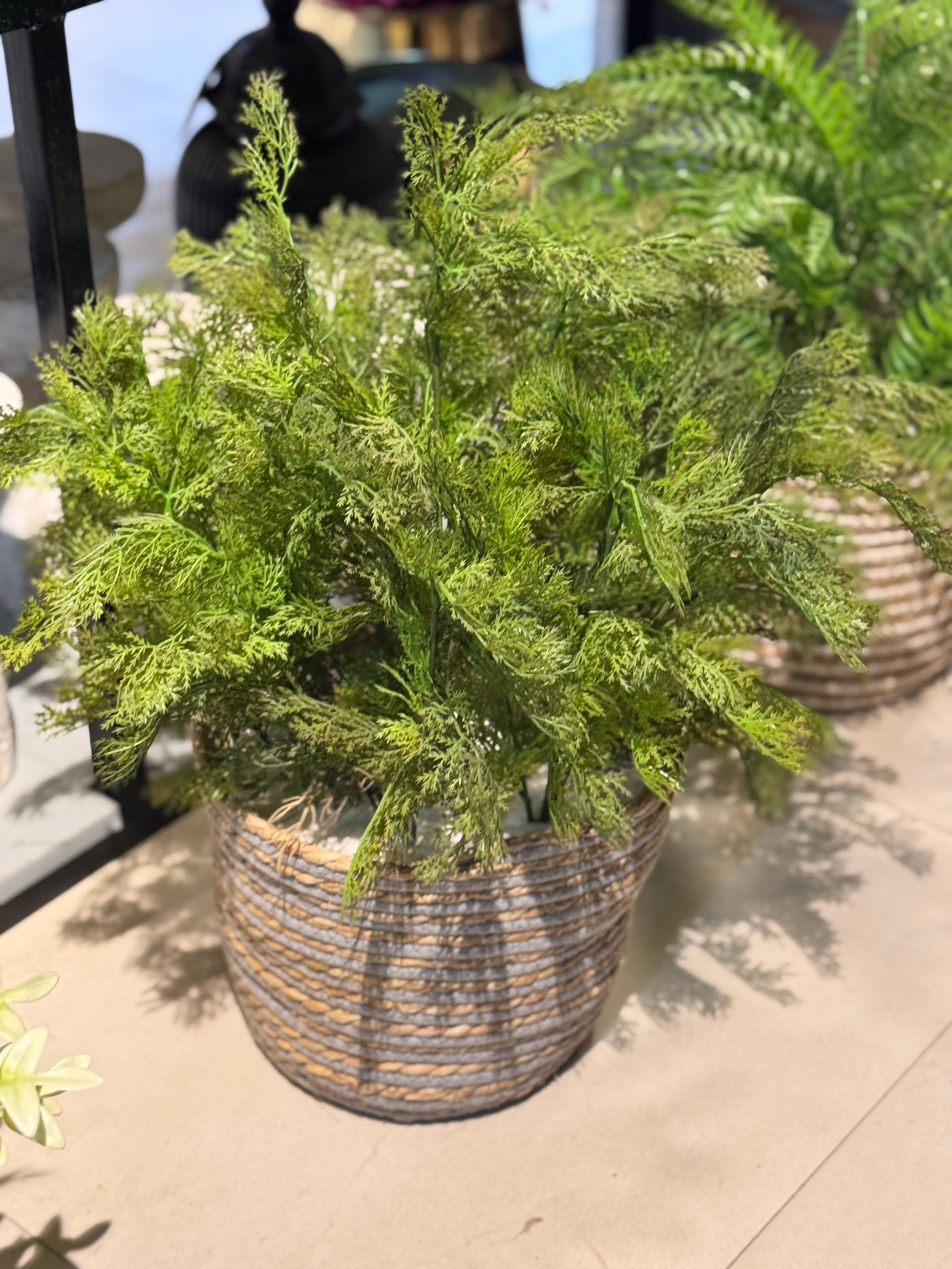 Cane Basket with Fillers