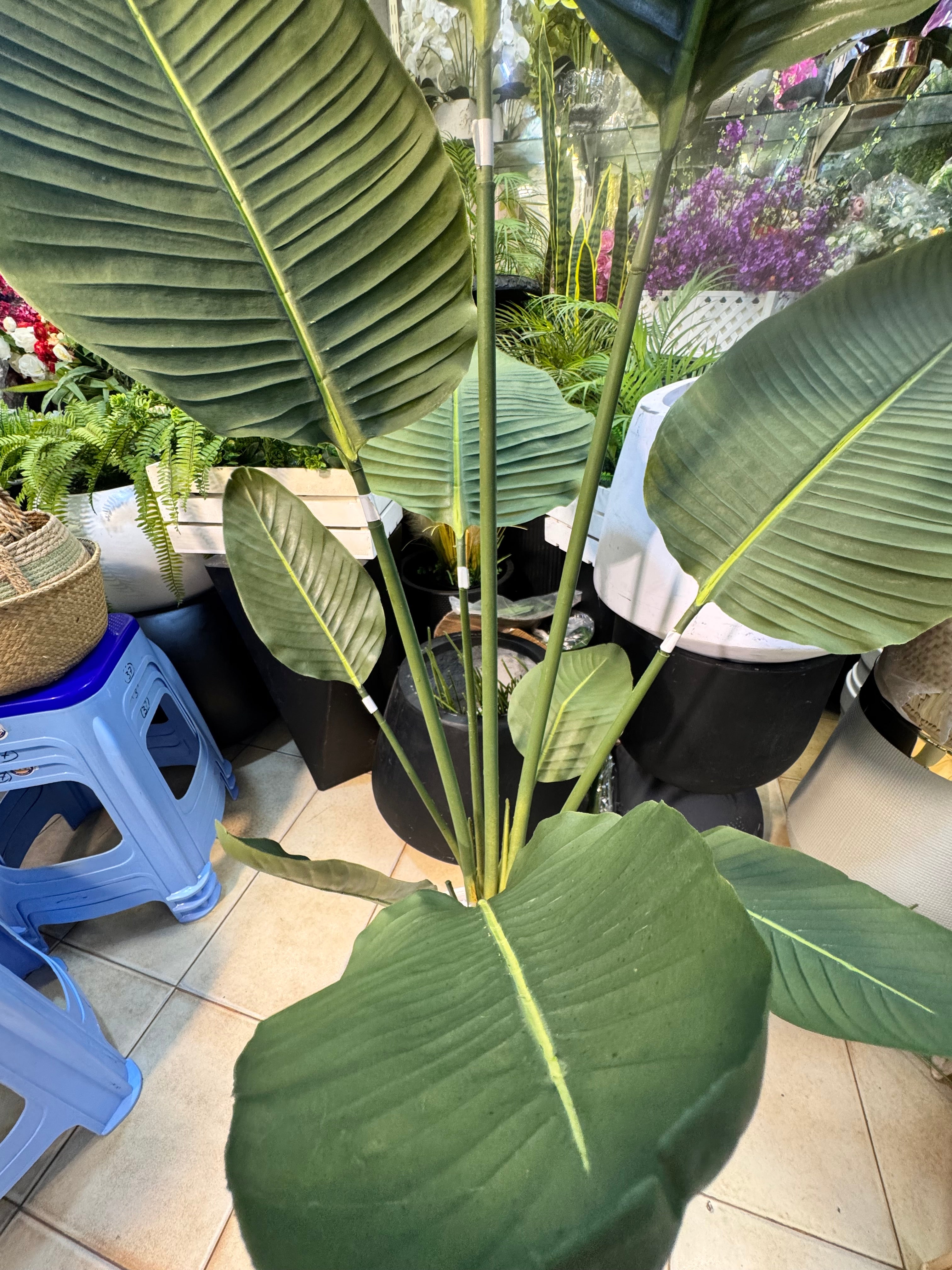 Hyper Realistic Banana Palm