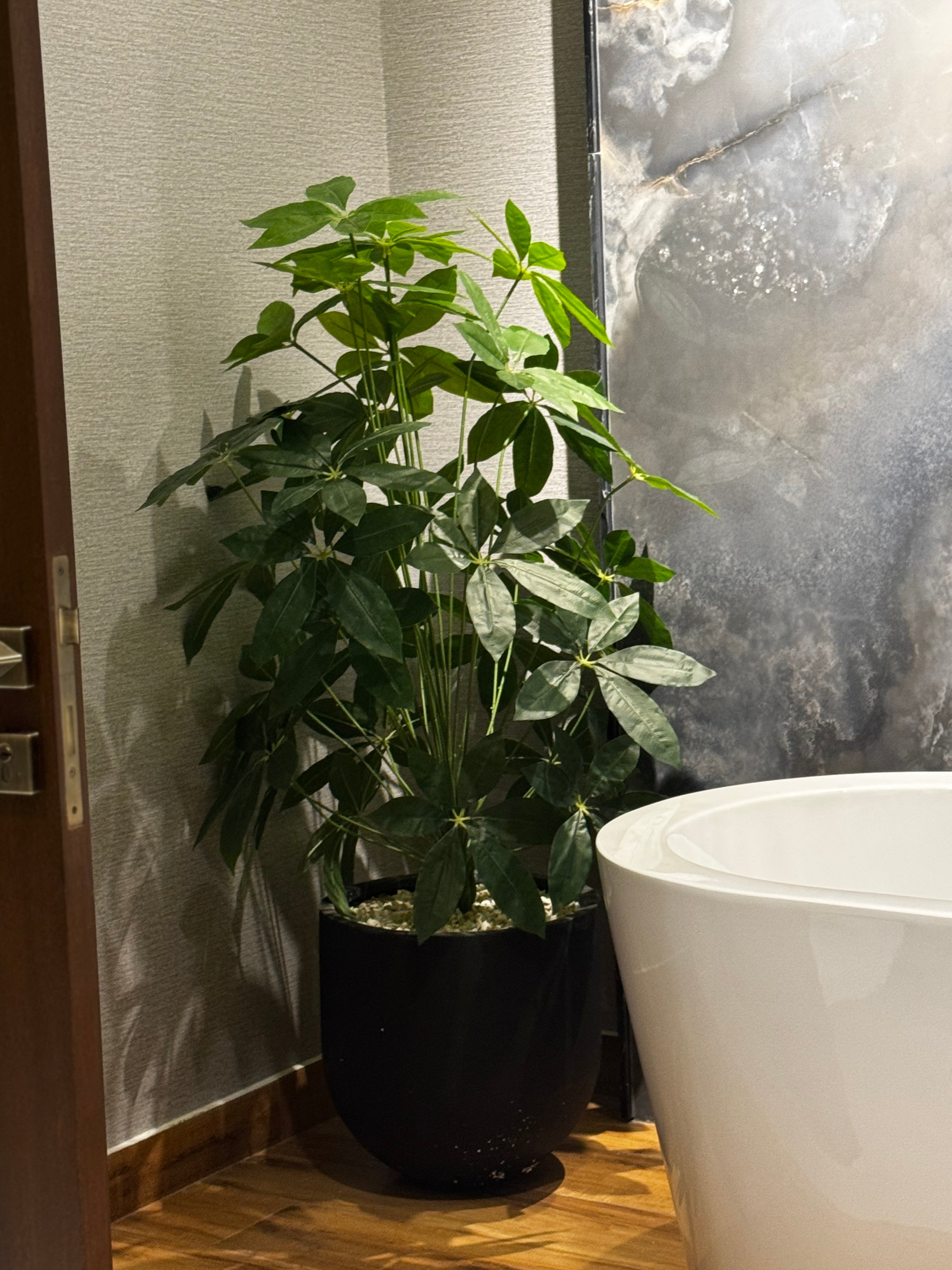 Premium Schefflera plant