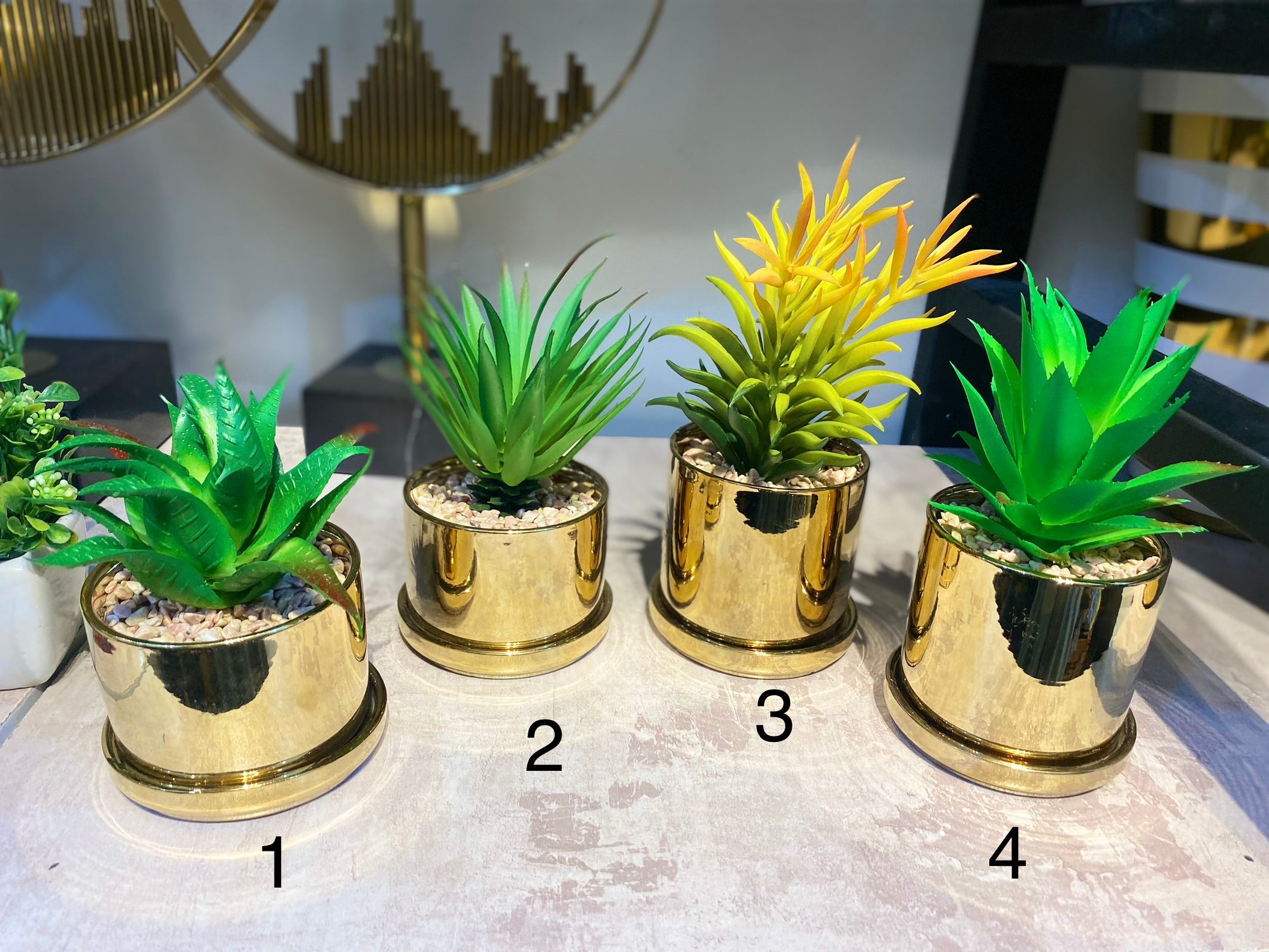 Elite Golden pot Succulent
