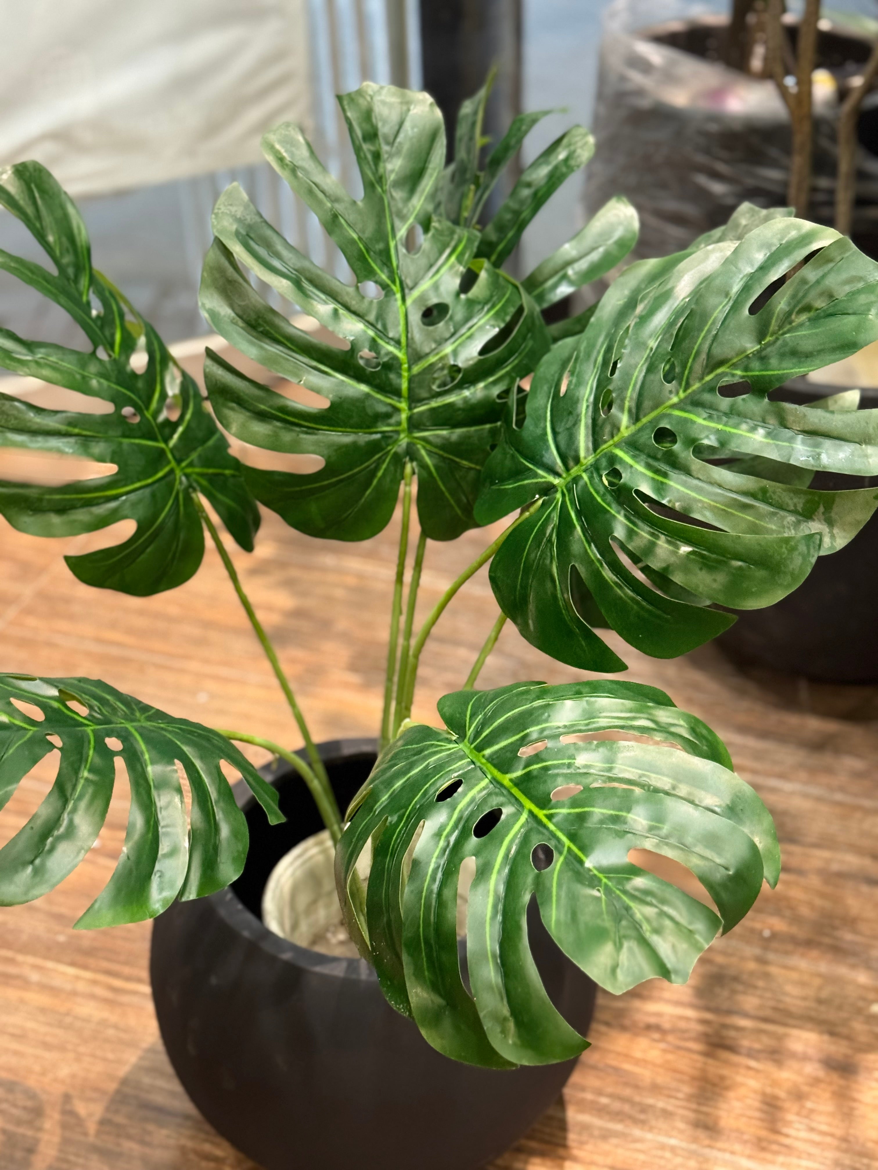 Premium Monstera plant
