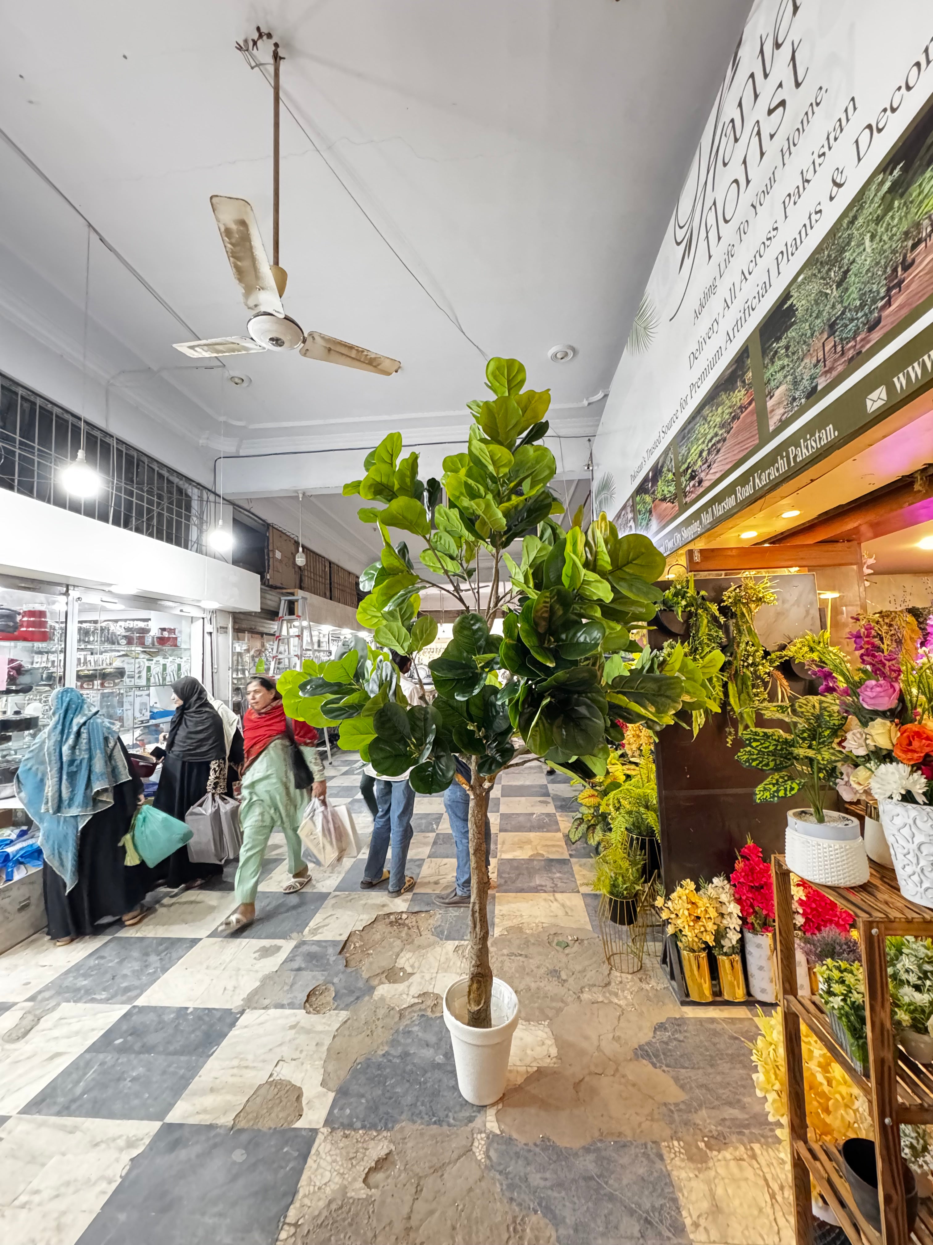 Majestic Fiddle Fig Tree