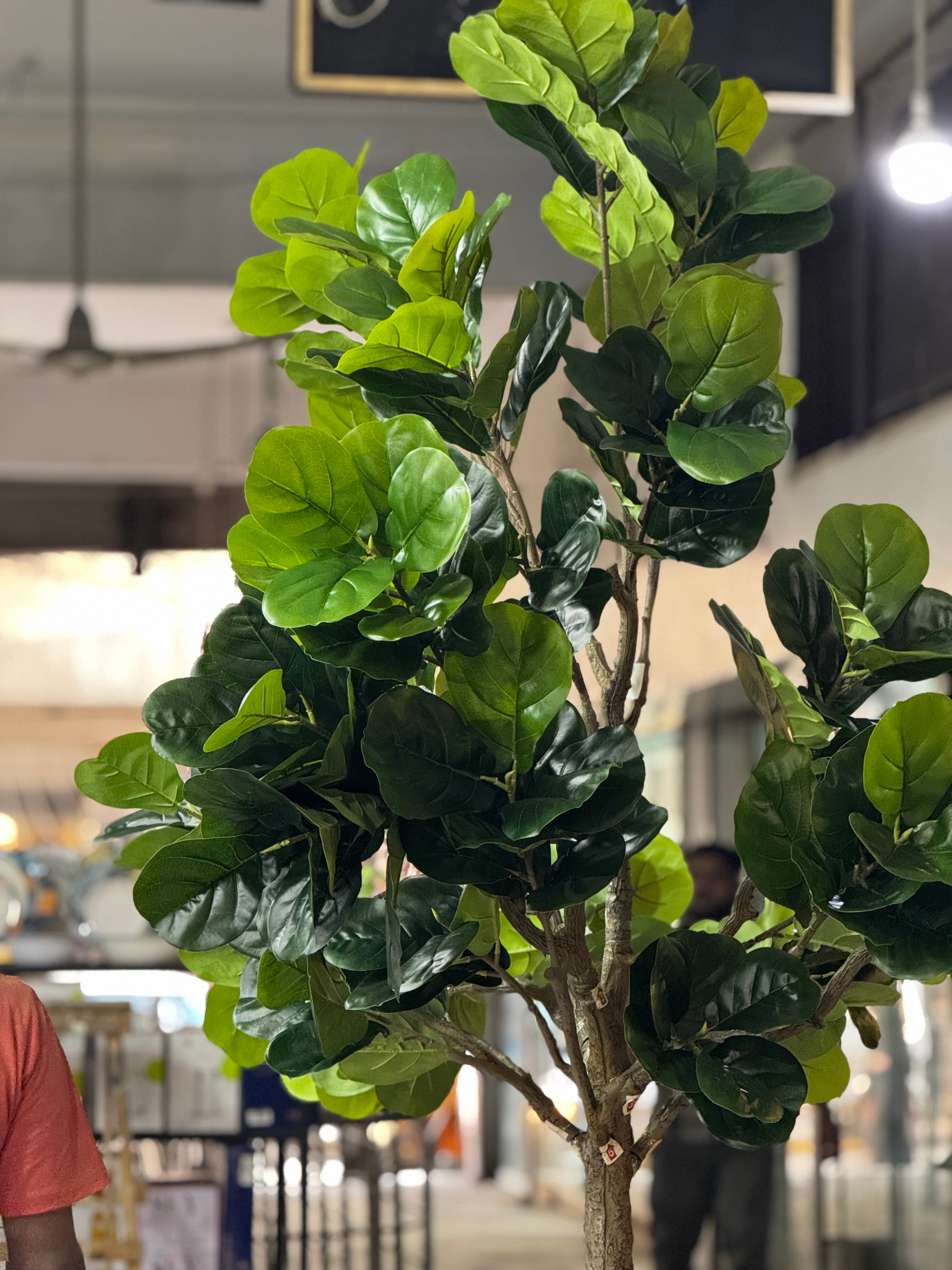 Majestic Fiddle Fig Tree