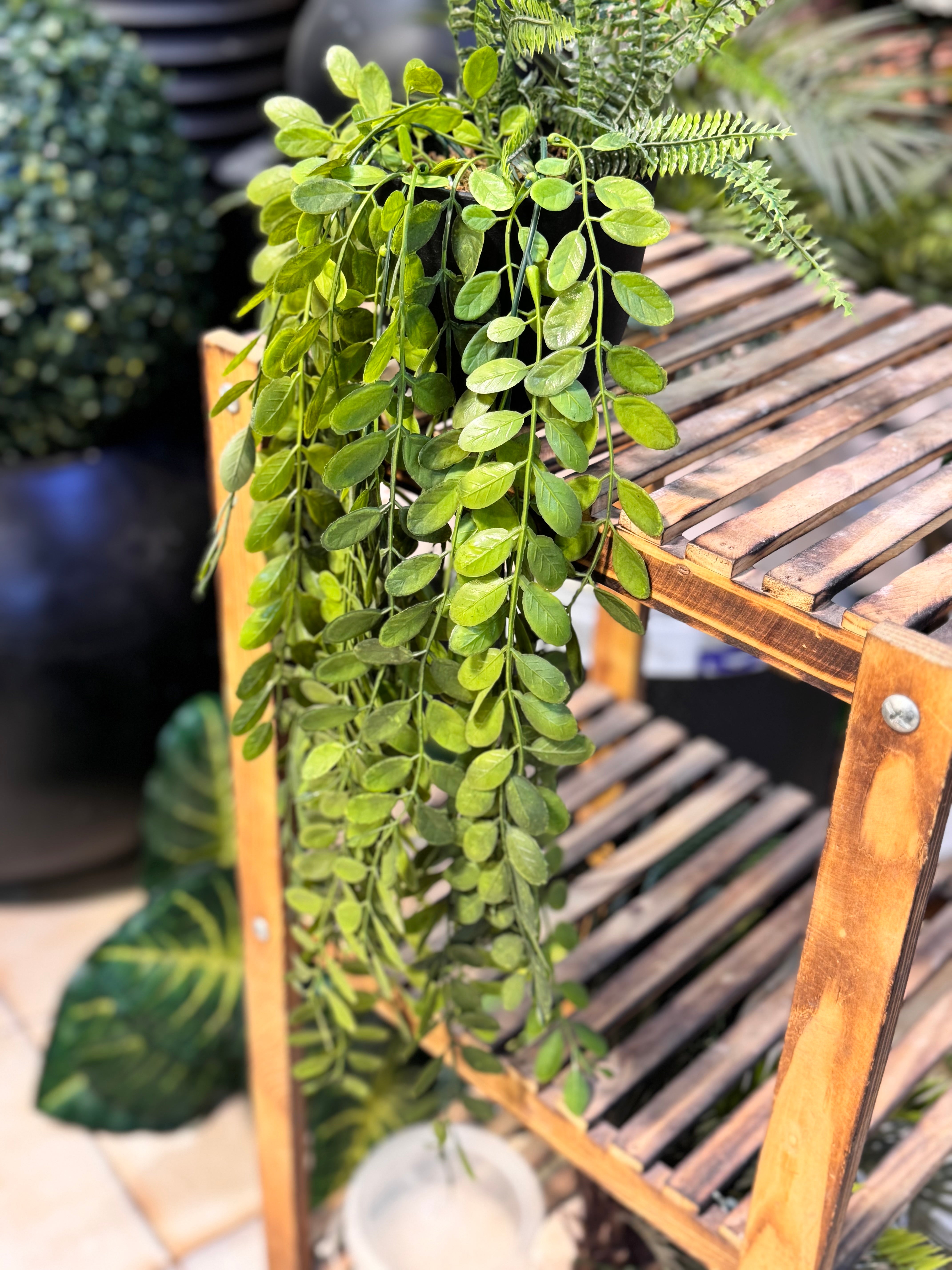 lush hanging plants Premium Lush Hanging plants – Fantasia Florist