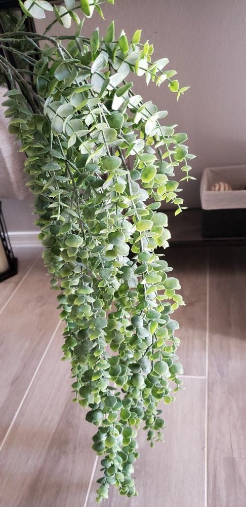 Premium eucalyptus hanging bunch