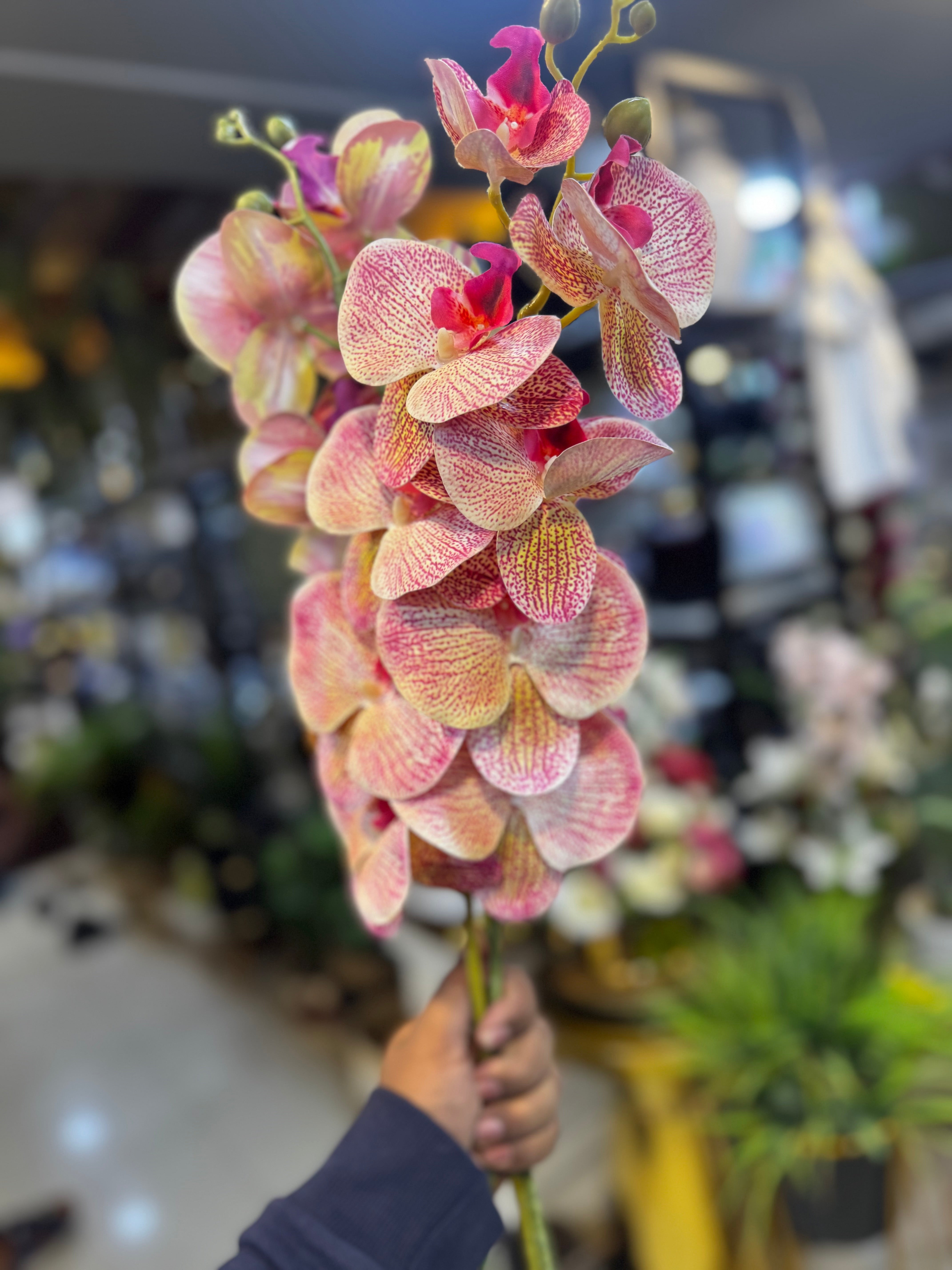 Colored Phalaenopsis