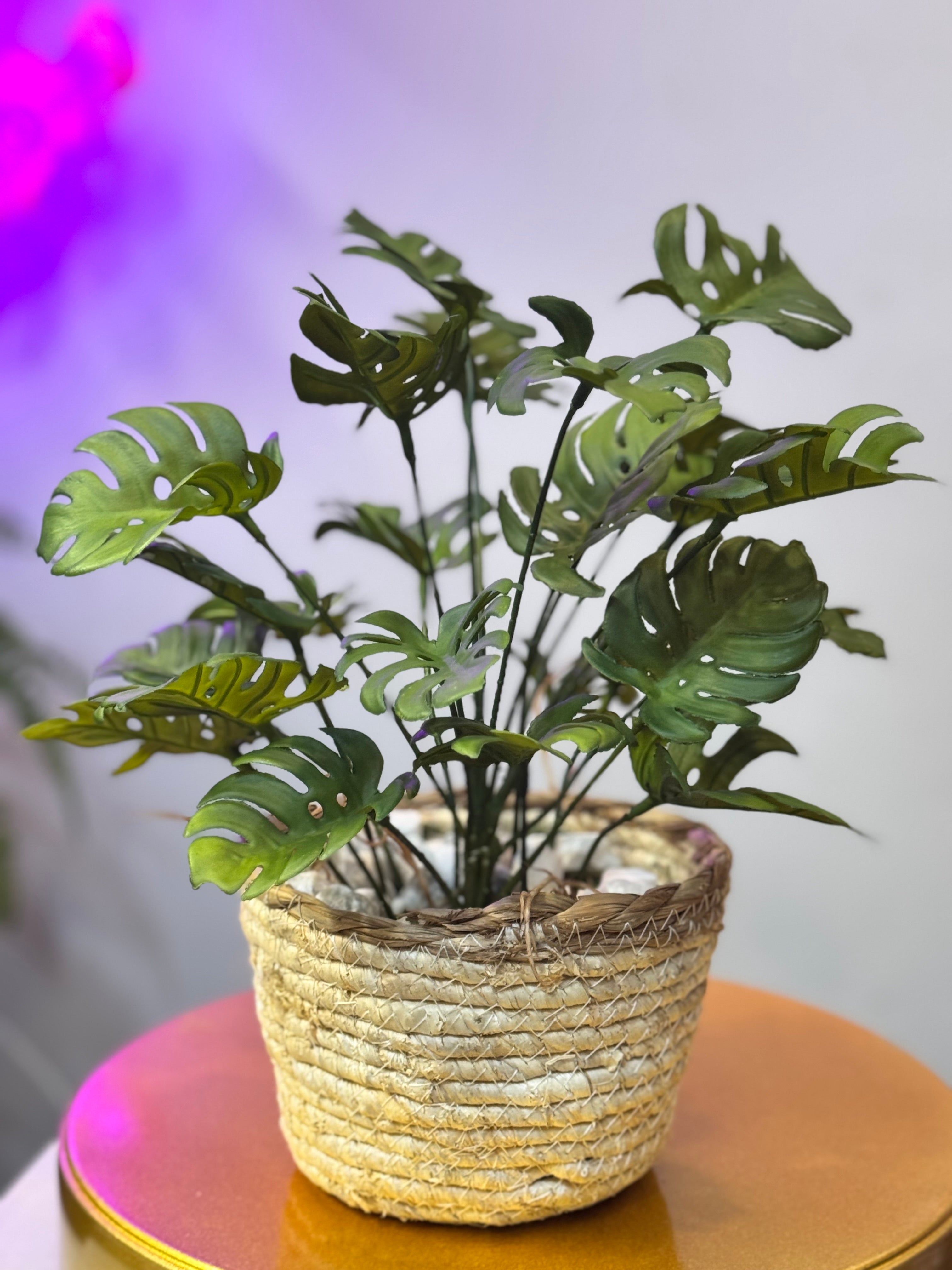Cane Planters with Plant
