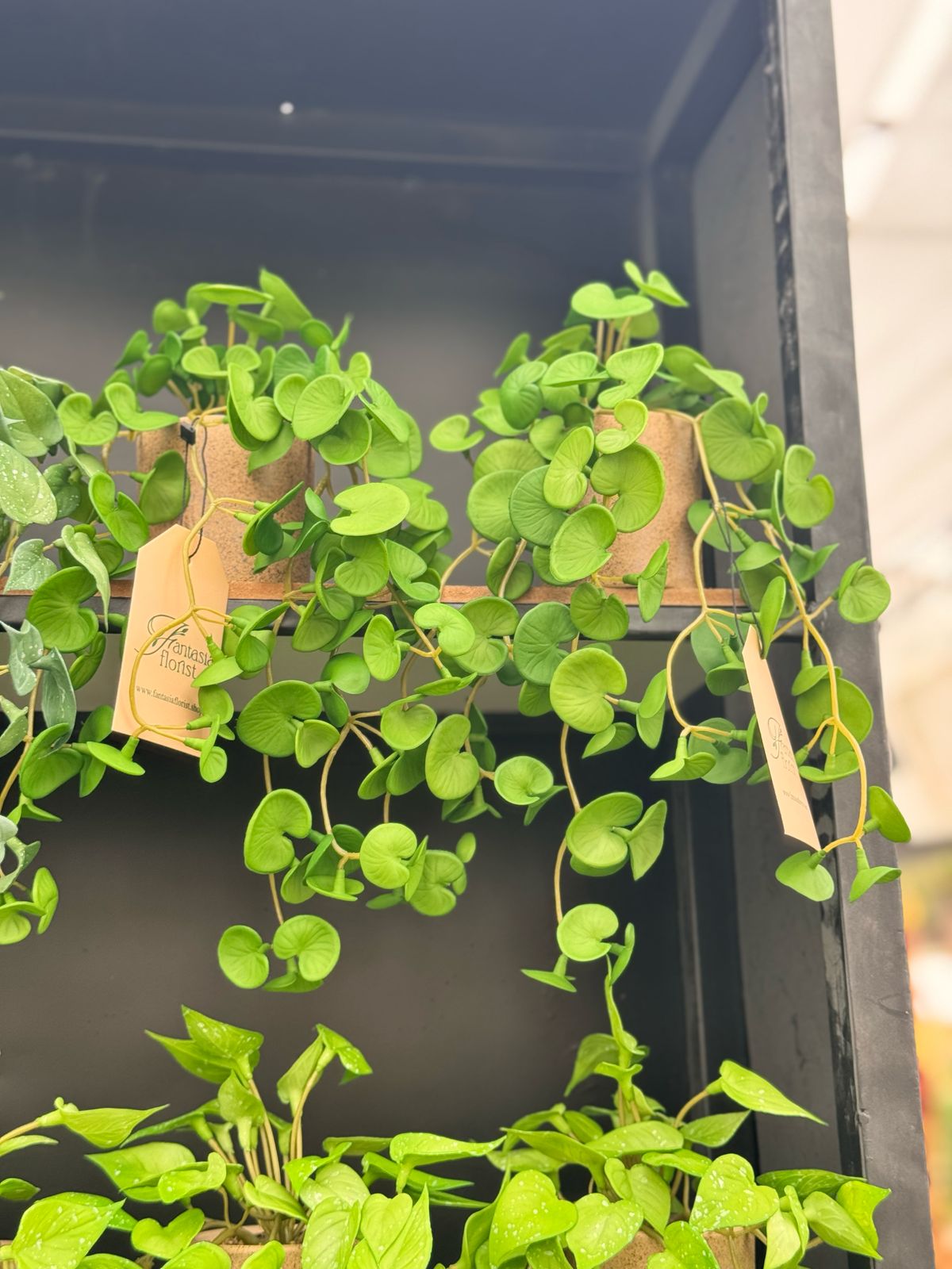 Real Looking hanging plants pot