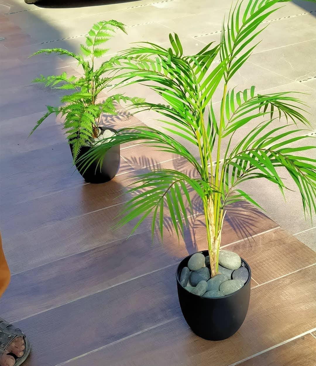 Exclusice Small Areca Palm
