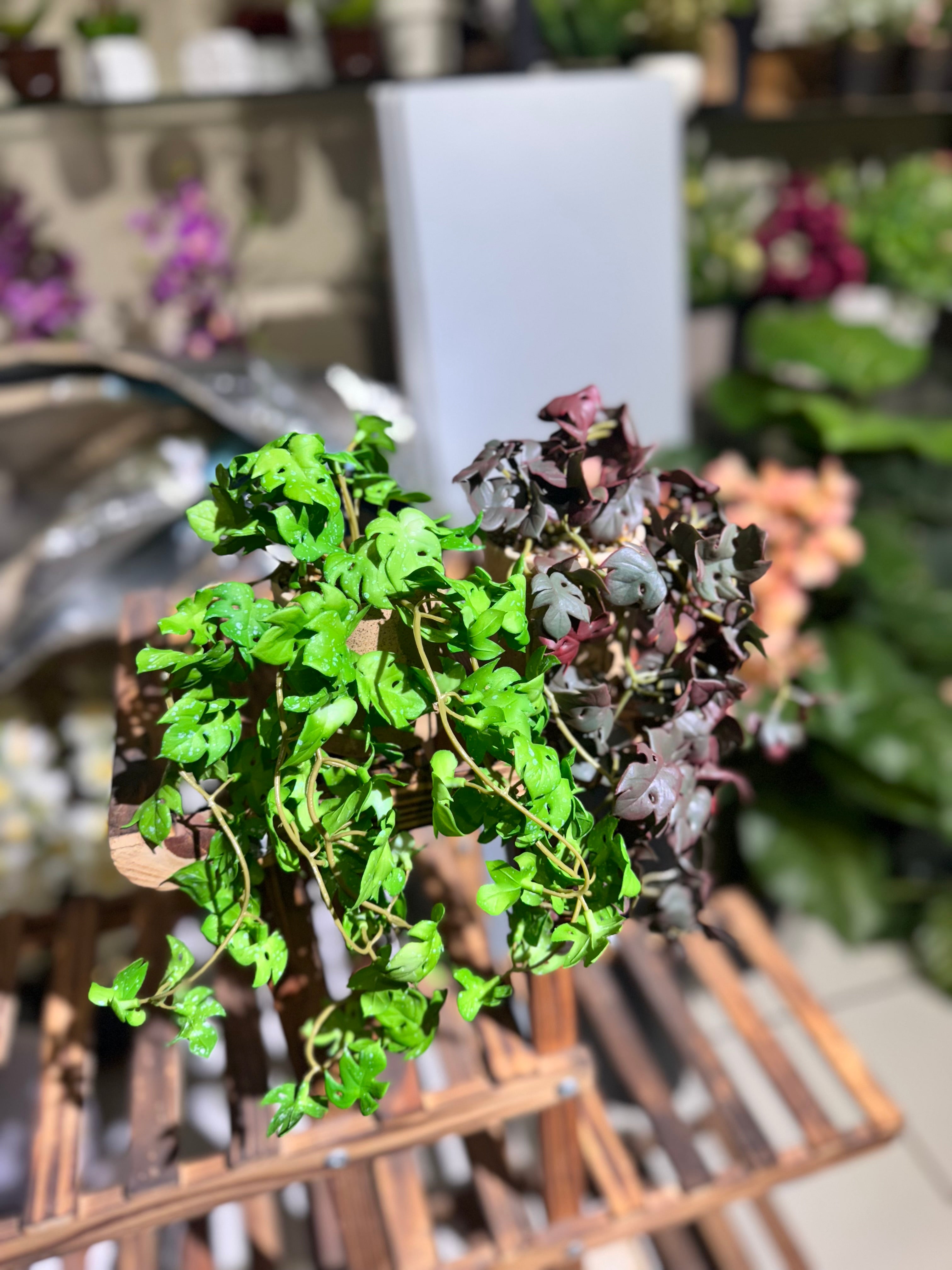 Real Looking hanging plants pot is