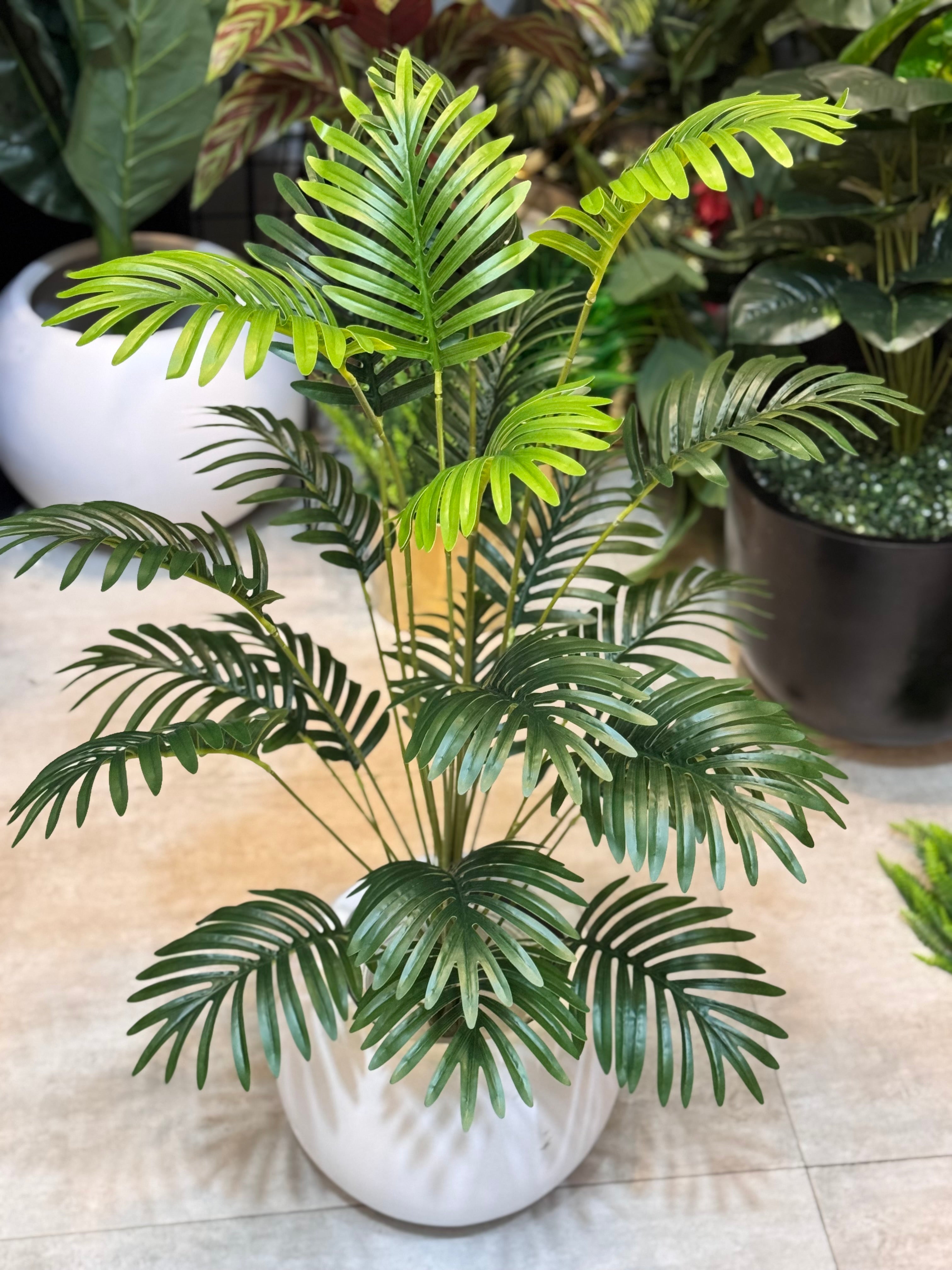 Palm Leaves With Pot