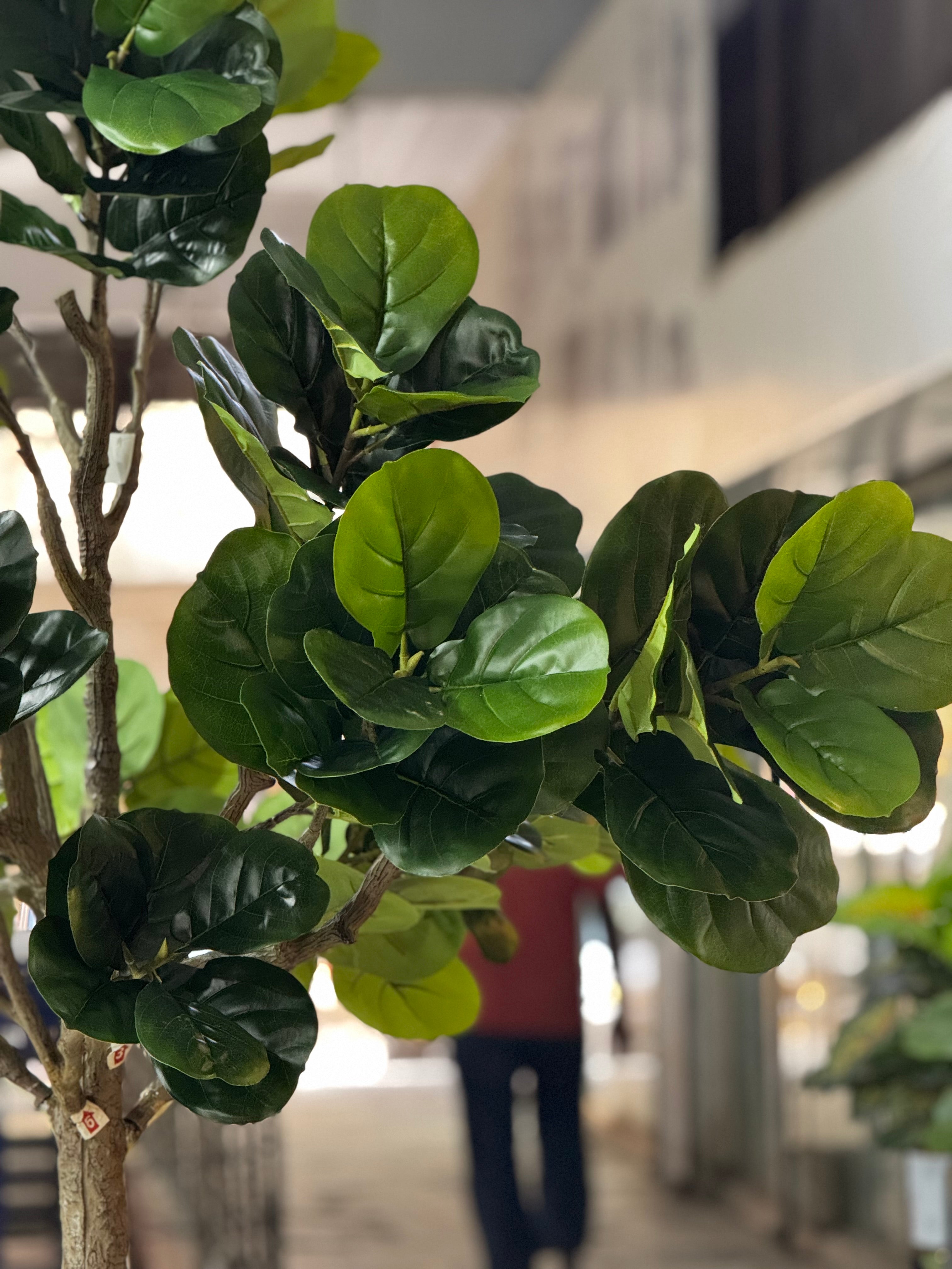 Majestic Fiddle Fig Tree