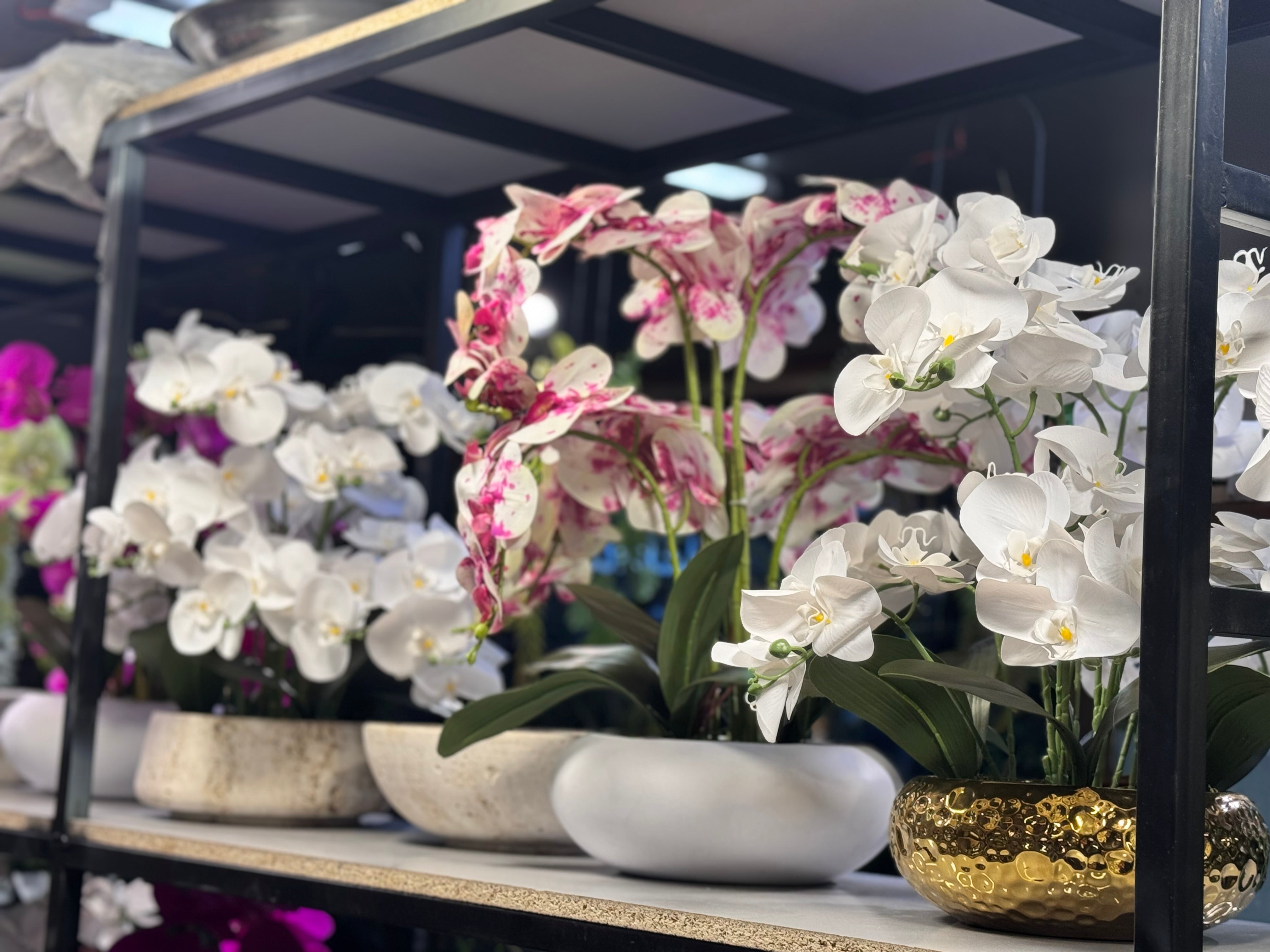 Premium Orchids Arrangements