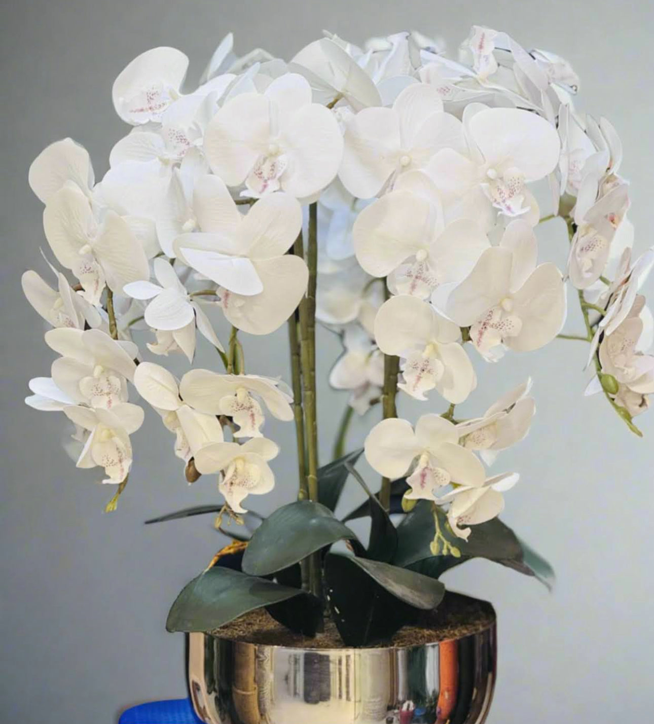 Silver Steel Bowl Orchid