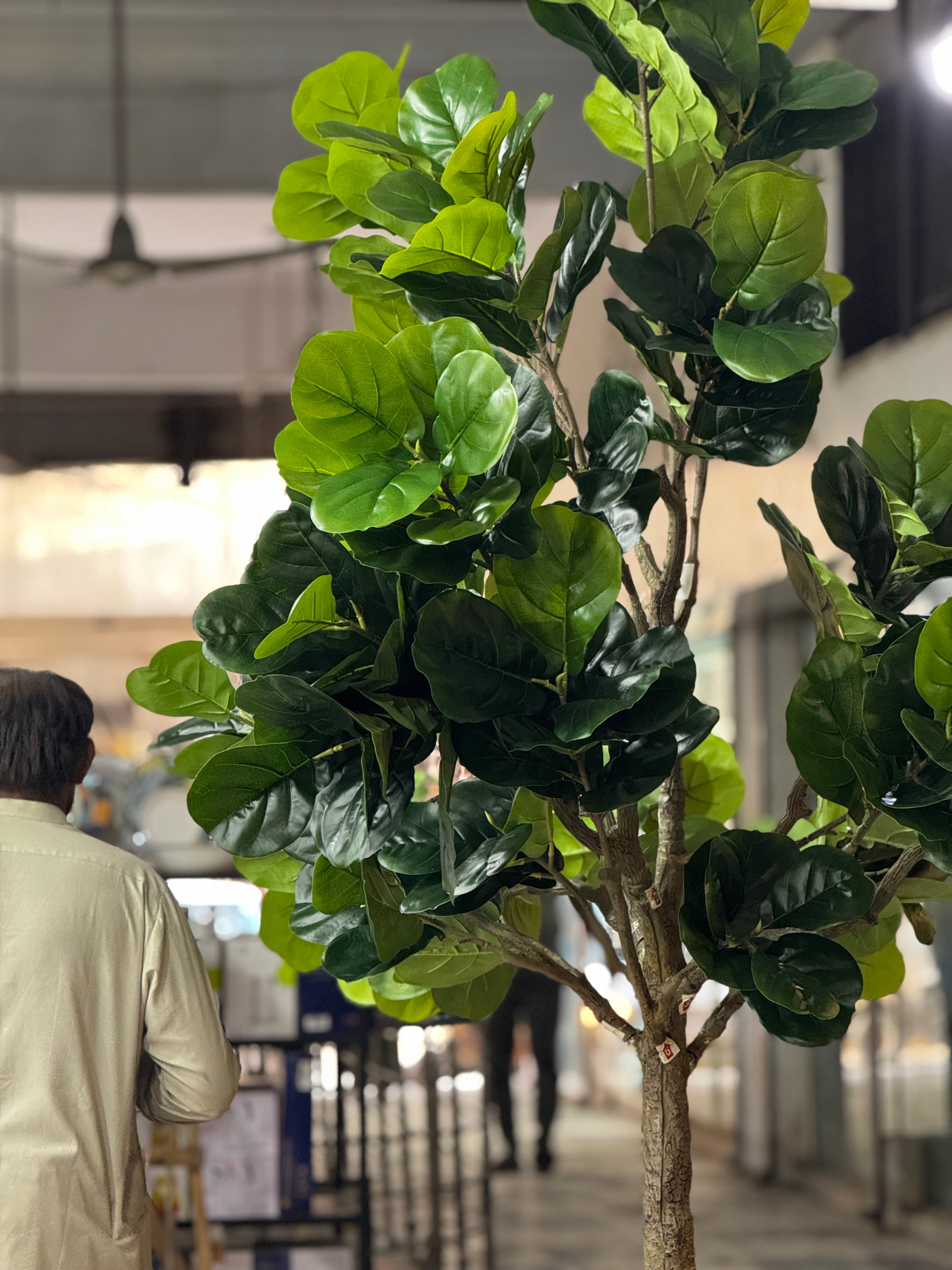 Majestic Fiddle Fig Tree