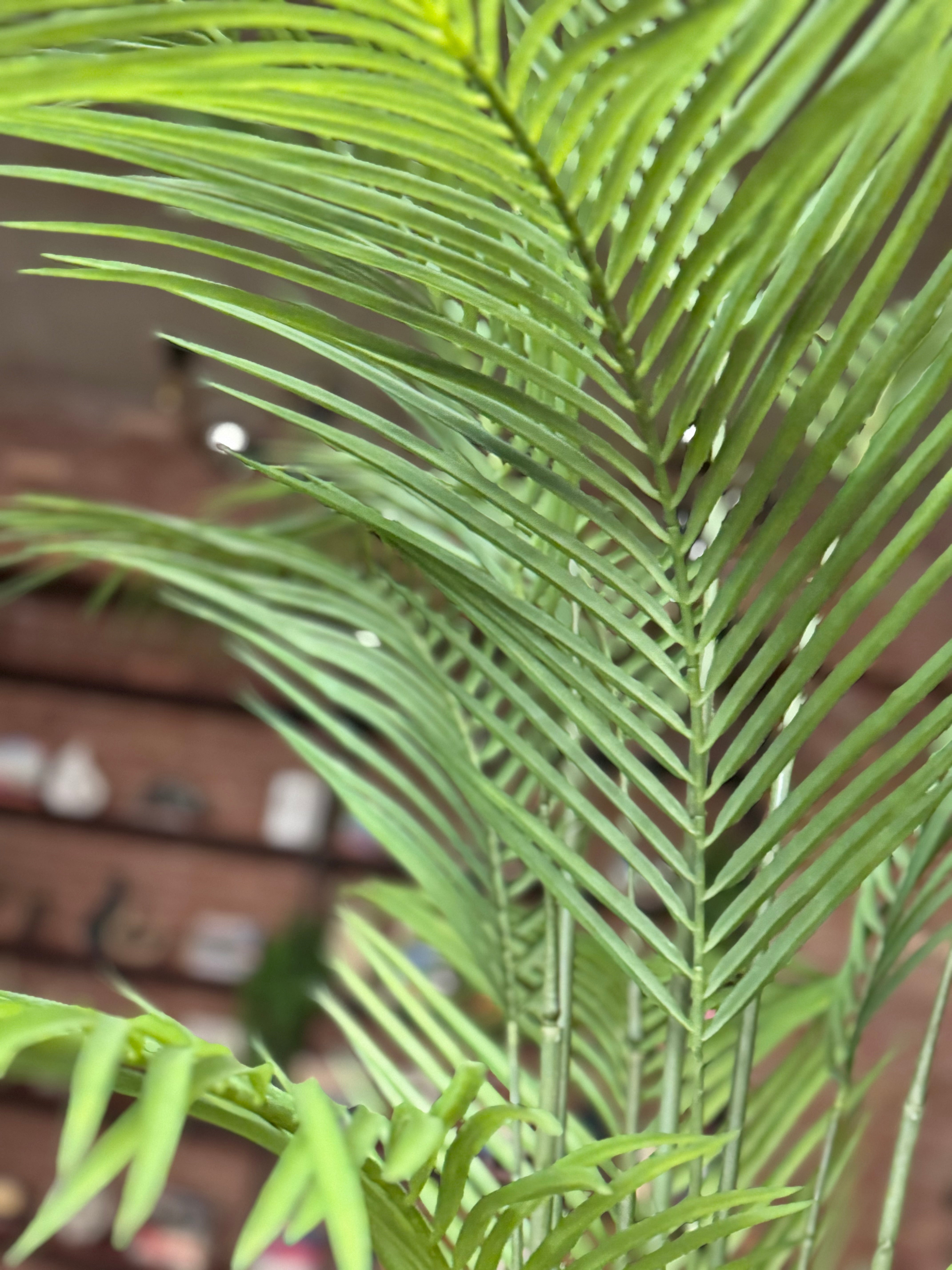 Sleek palm with signature fiberglass planter