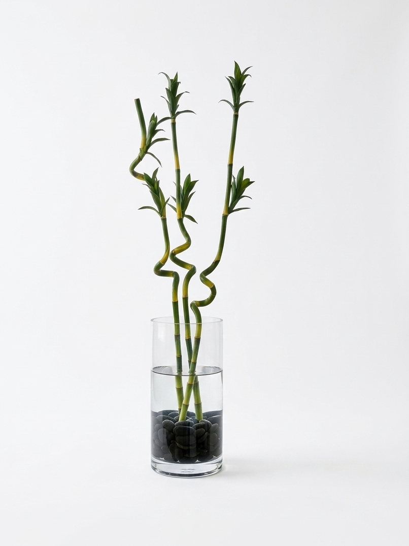 LUCKY BAMBO STEM