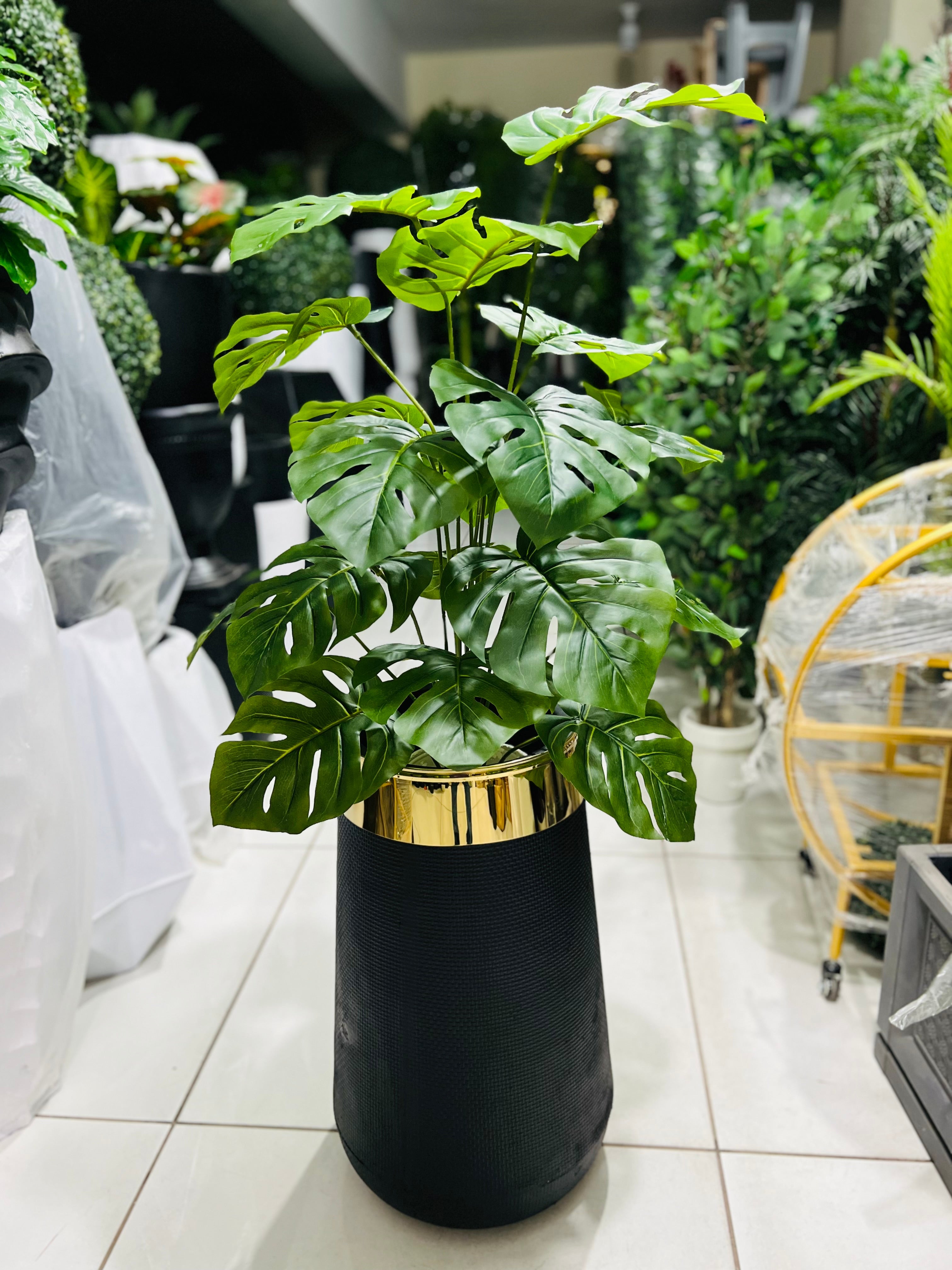 MONSTERA With fiber gold strip planter 26"