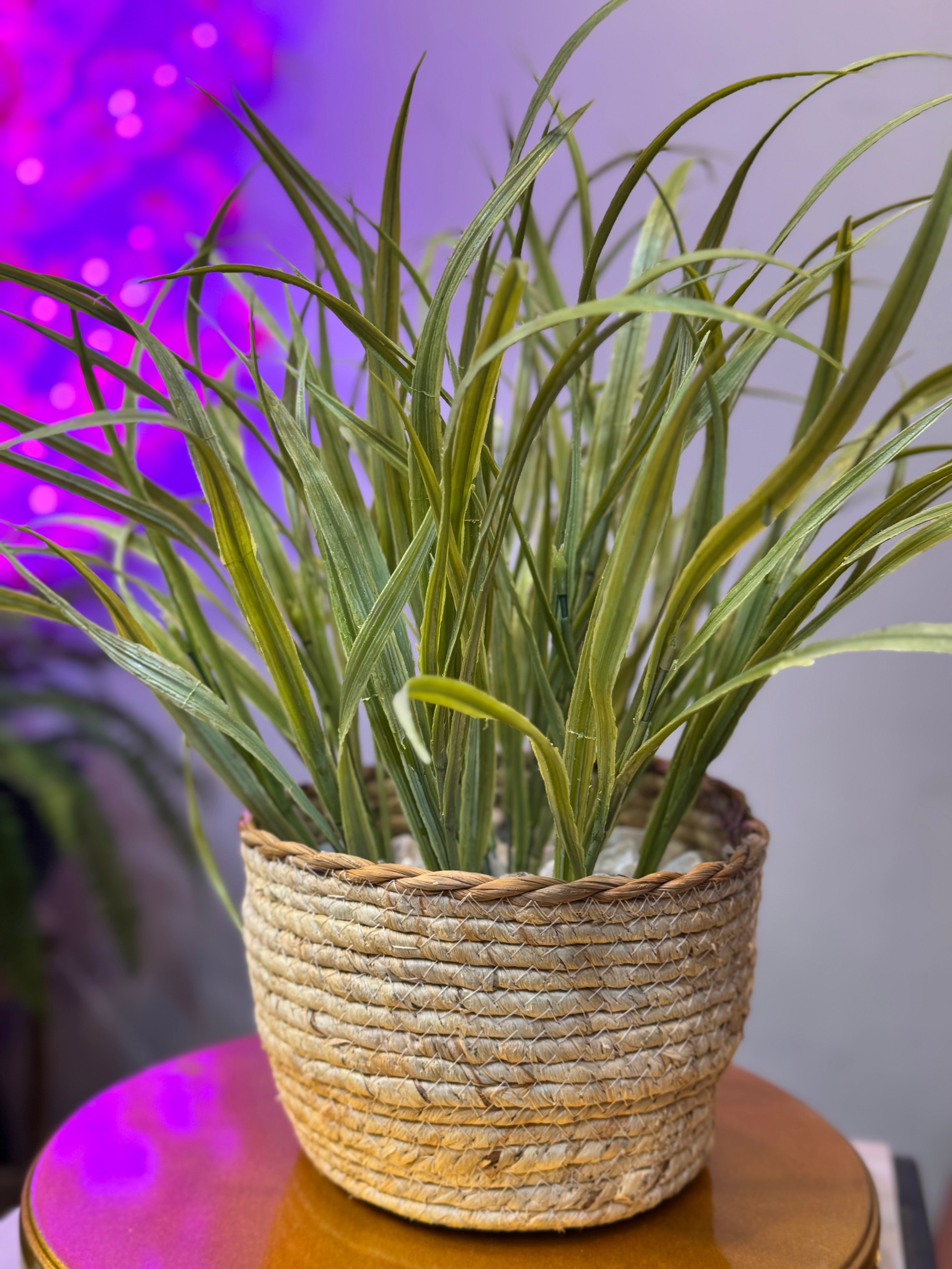 Cane Planters with Plant
