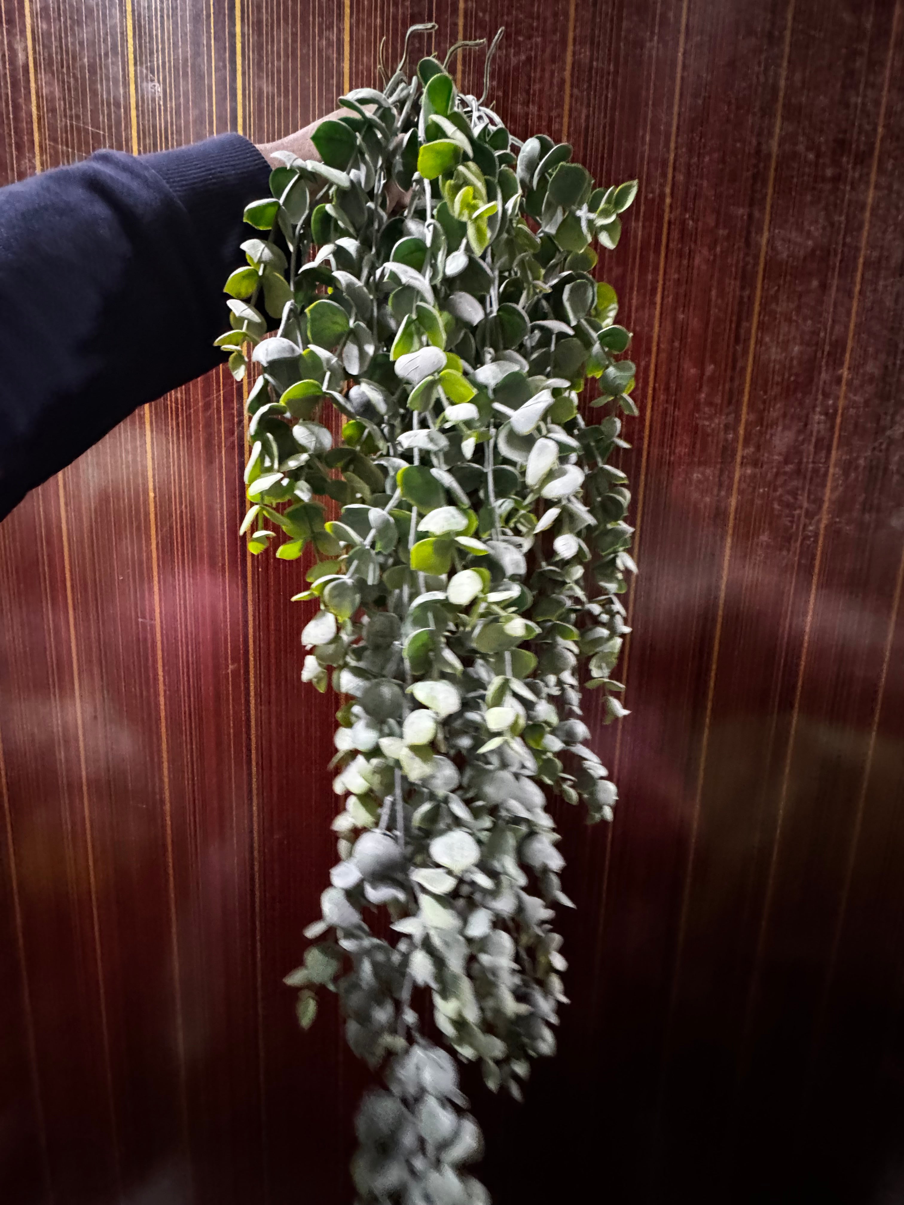 Premium eucalyptus hanging bunch